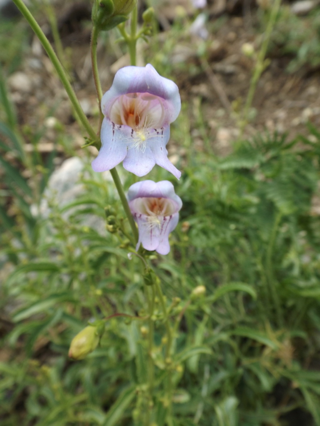 Grinnell's Beardtongue — photo 12