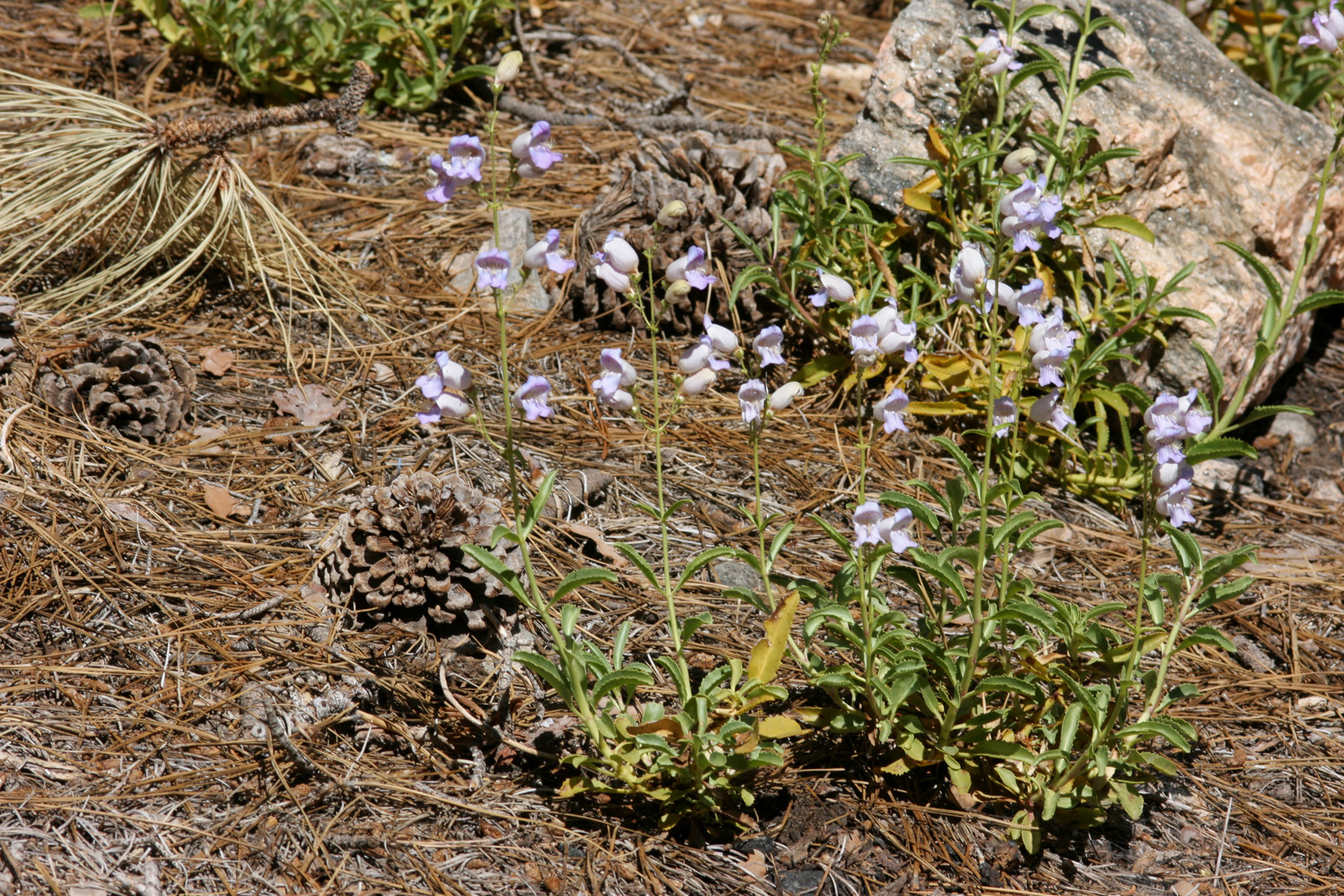 Grinnell's Beardtongue — photo 13