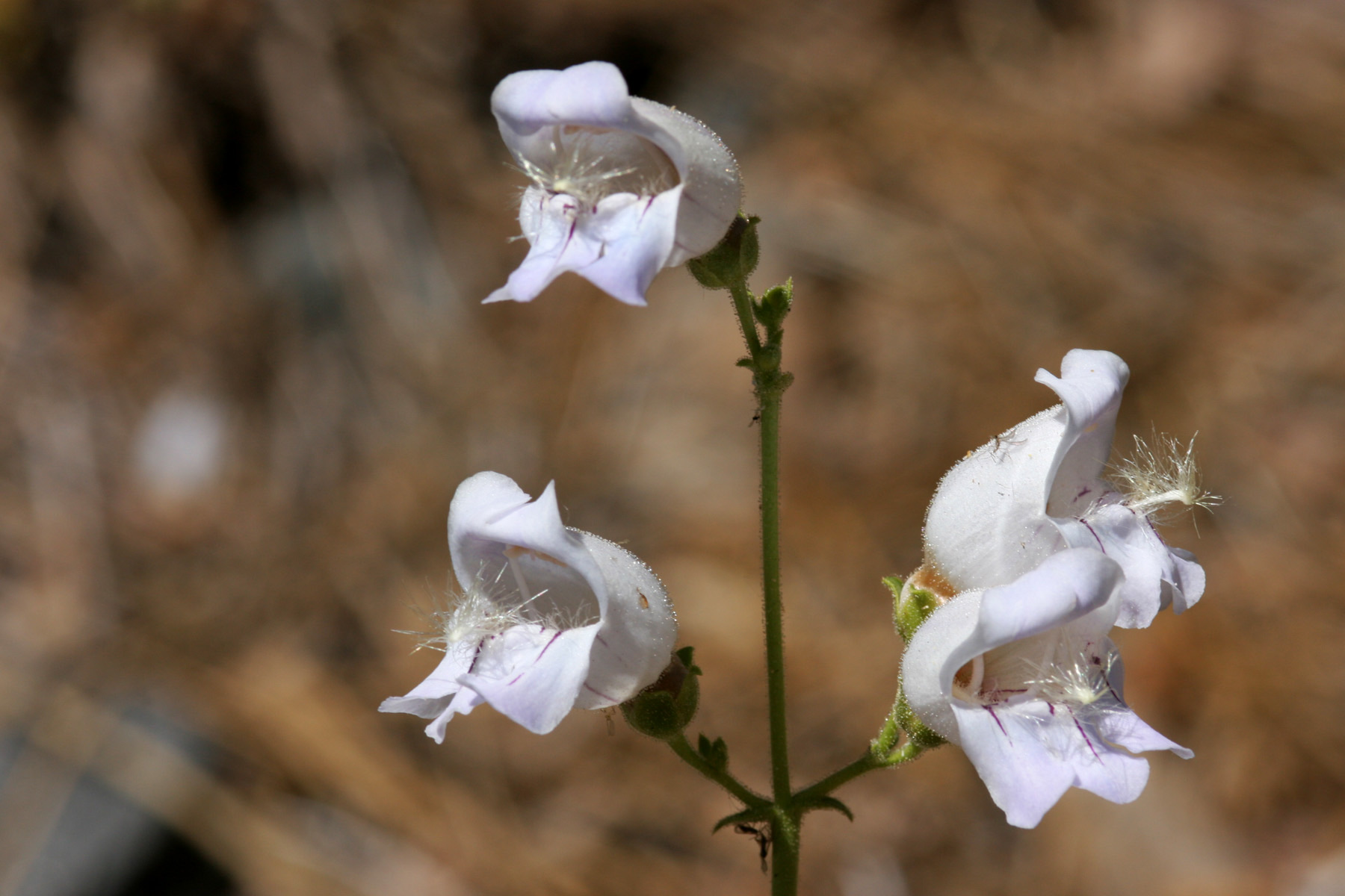 Grinnell's Beardtongue — photo 14