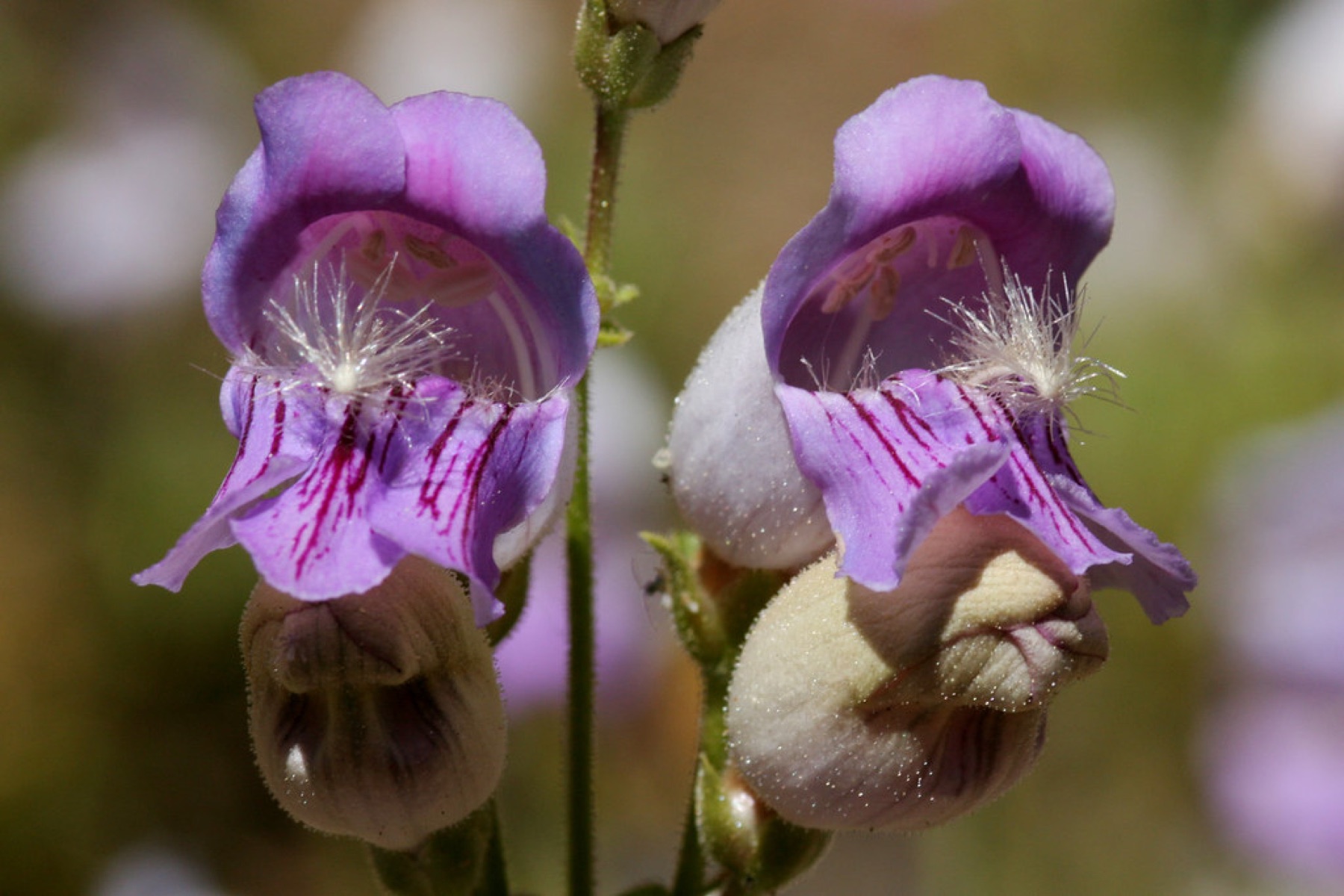 Grinnell's Beardtongue — photo 15