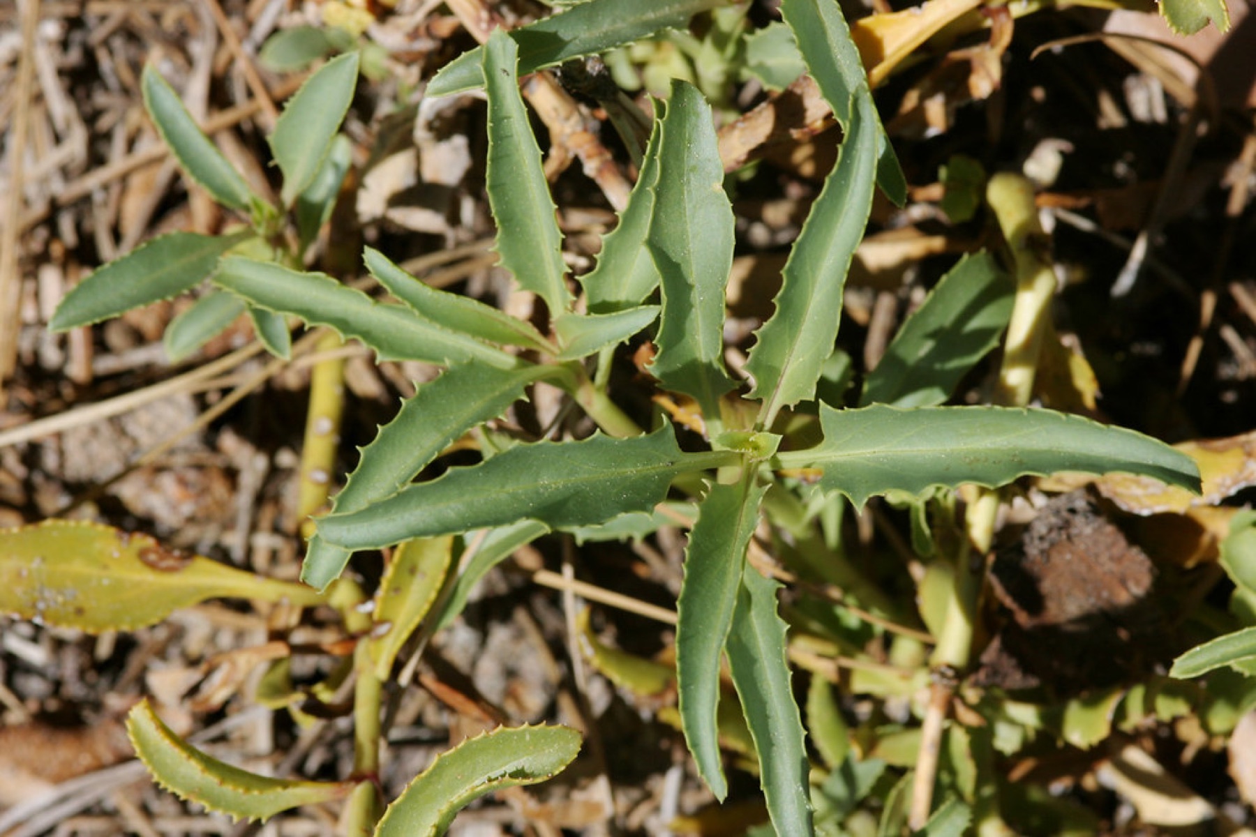 Grinnell's Beardtongue — photo 16