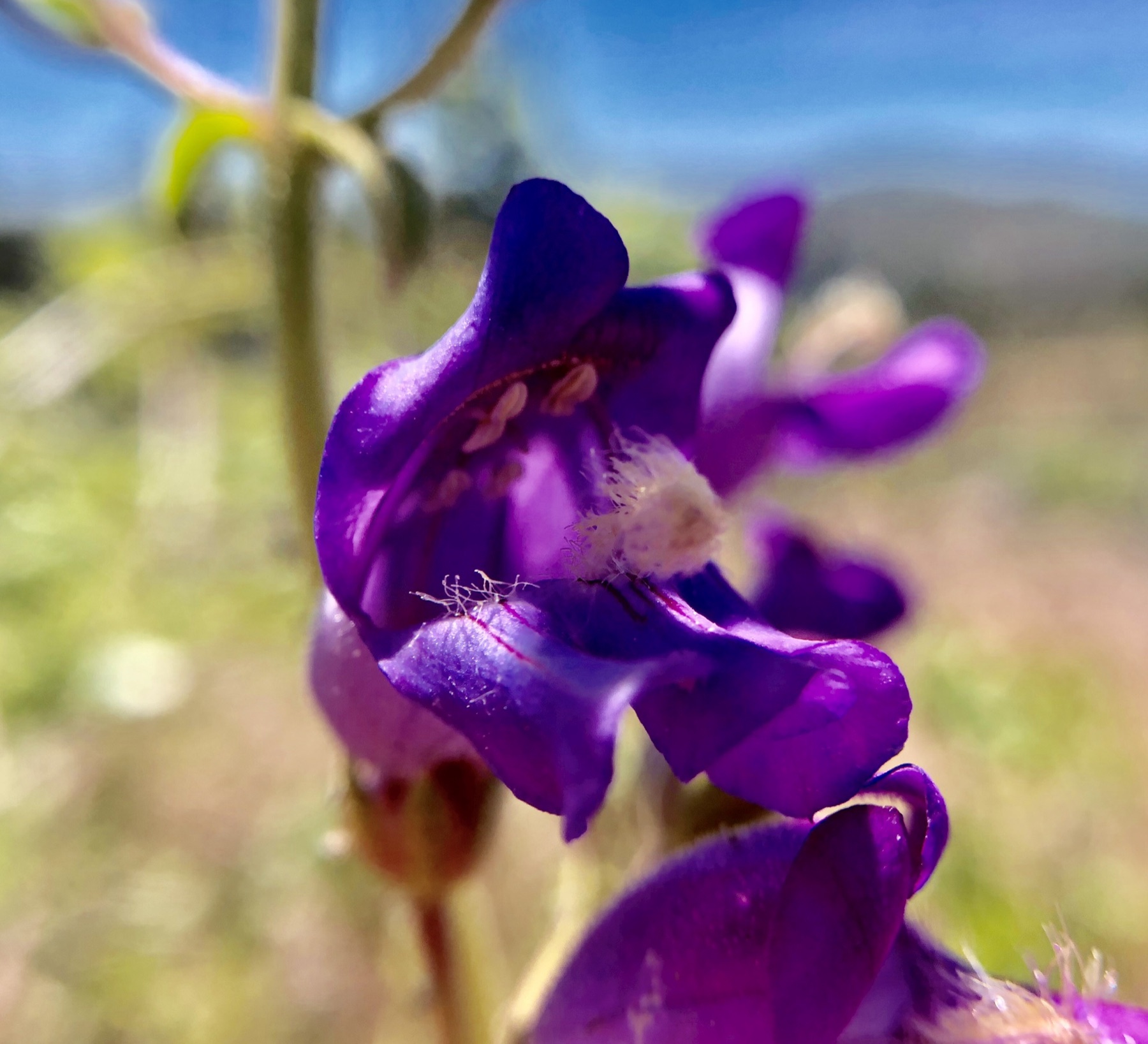 Grinnell's Beardtongue — photo 17