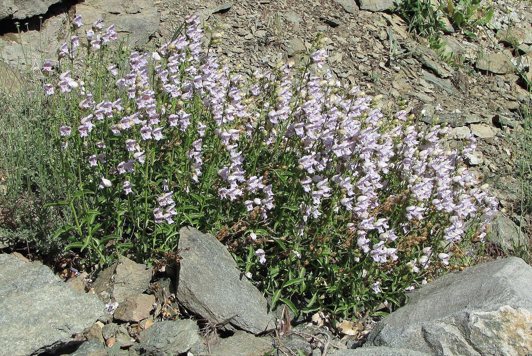 Grinnell's Beardtongue — photo 18