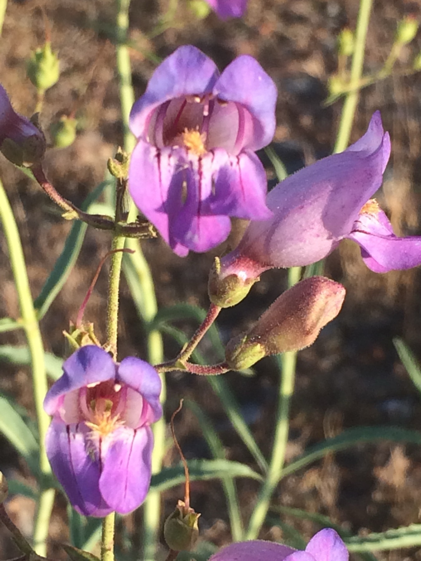 Grinnell's Beardtongue — photo 19