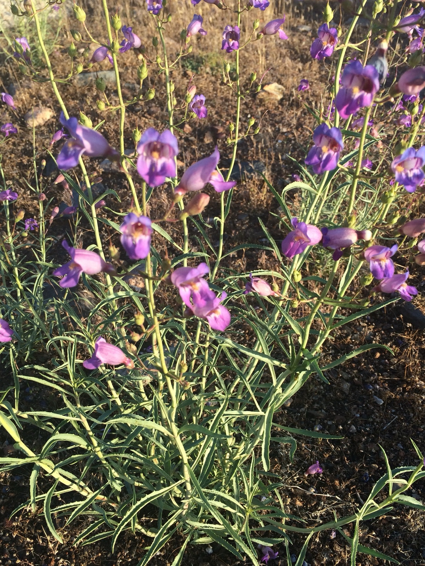 Grinnell's Beardtongue — photo 20