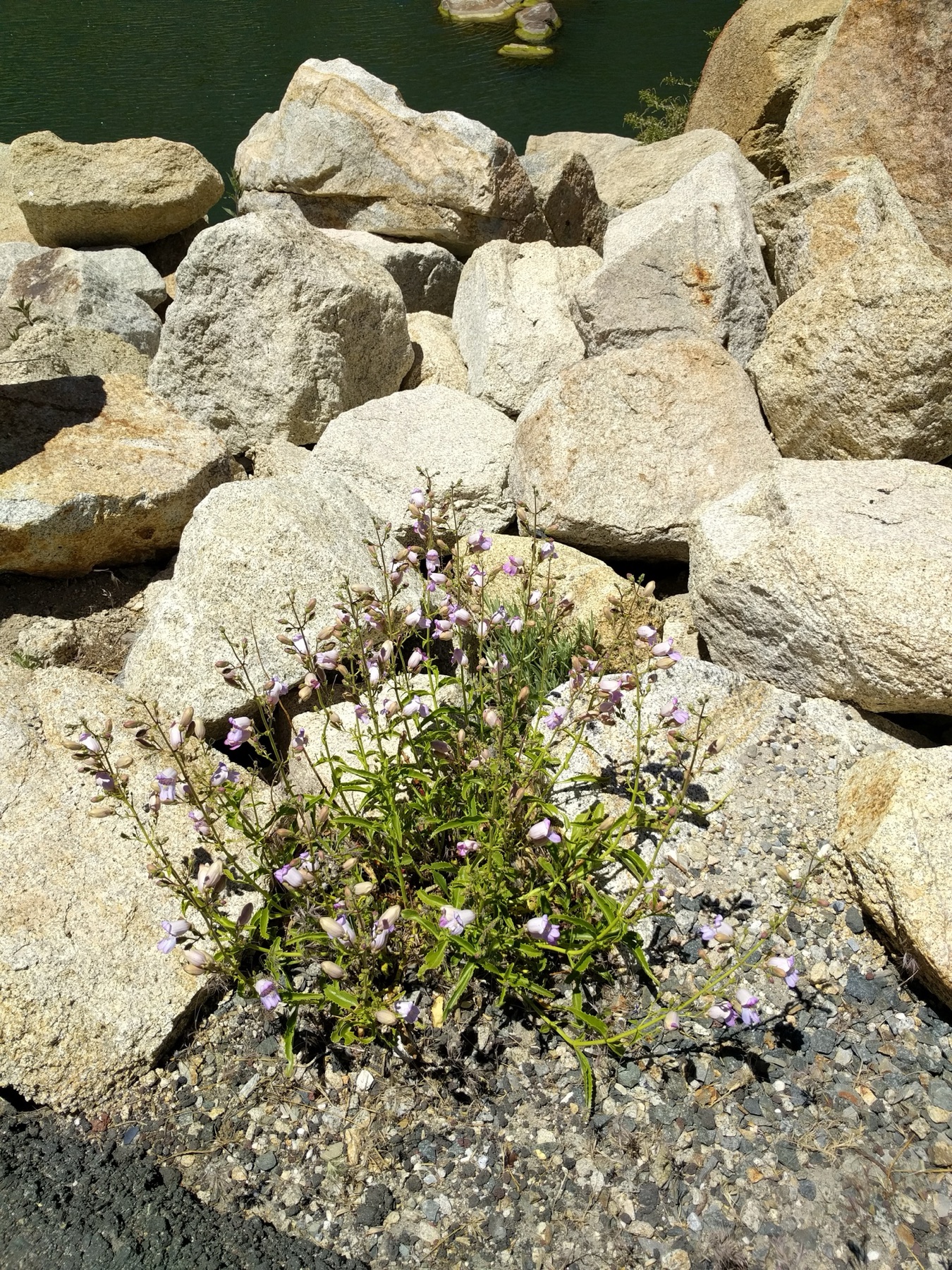 Grinnell's Beardtongue — photo 21
