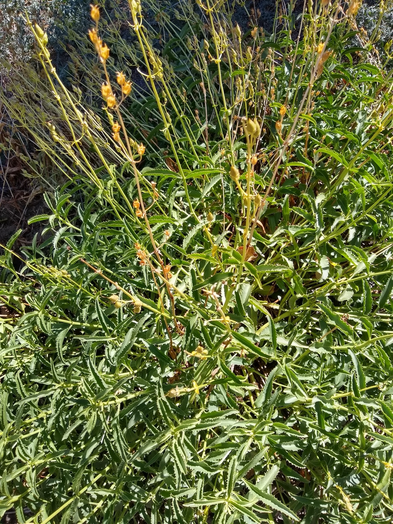 Grinnell's Beardtongue — photo 22