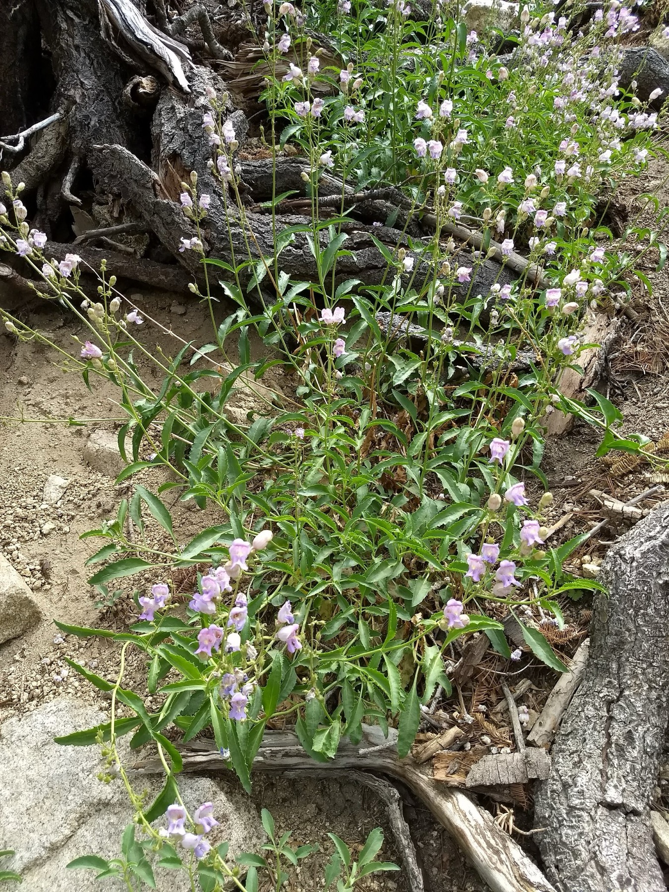 Grinnell's Beardtongue — photo 23