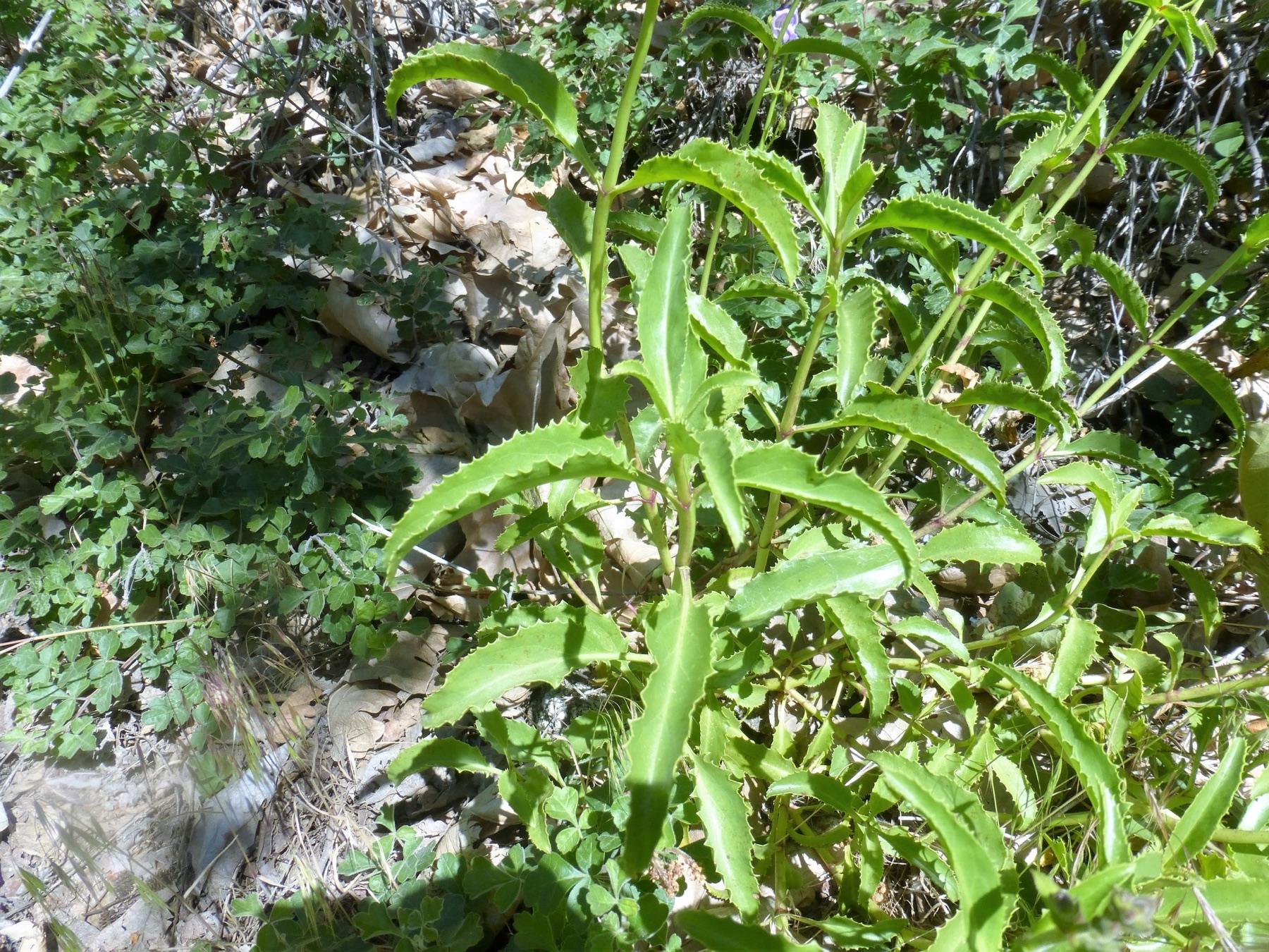 Grinnell's Beardtongue — photo 24