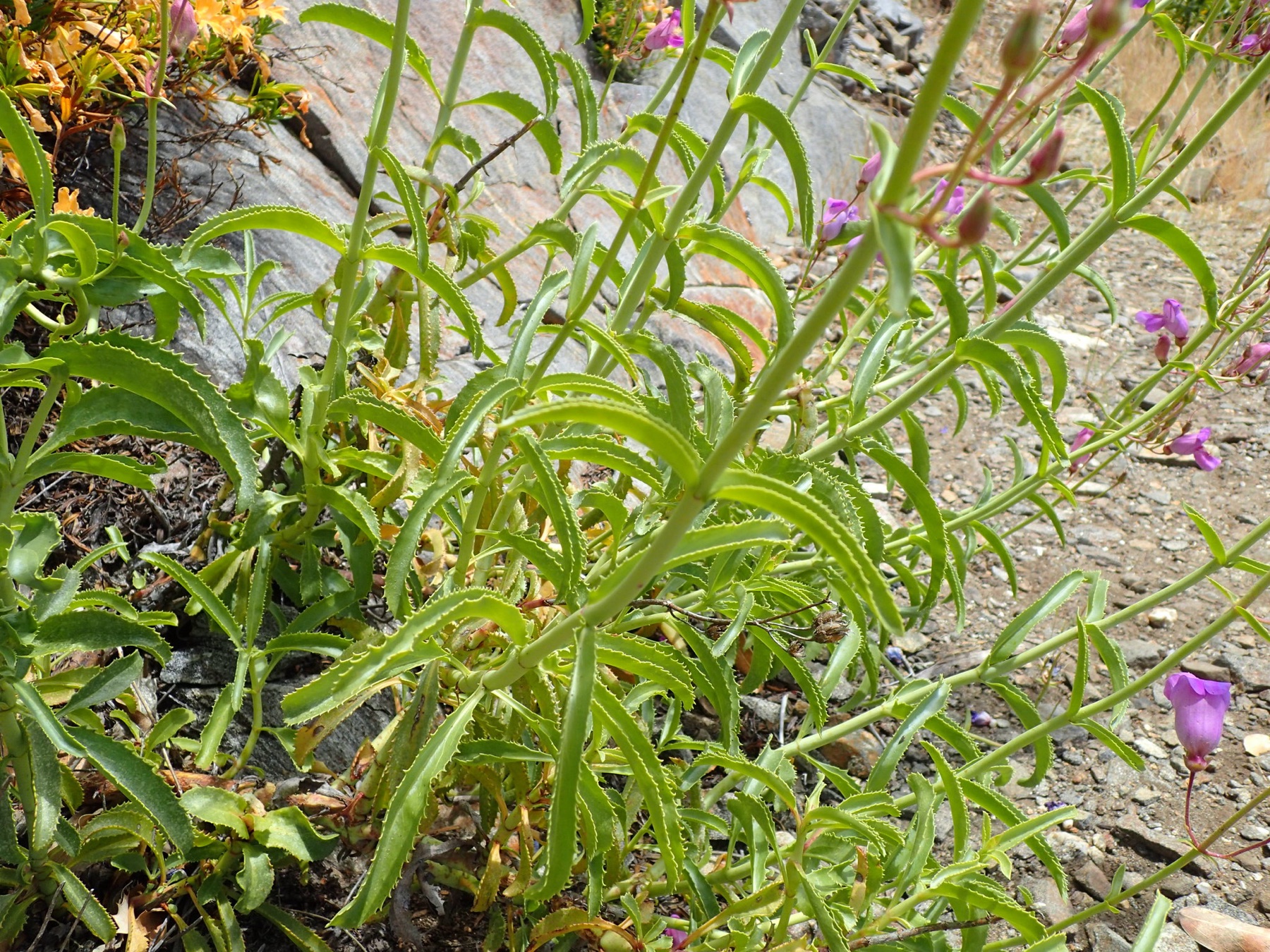 Grinnell's Beardtongue