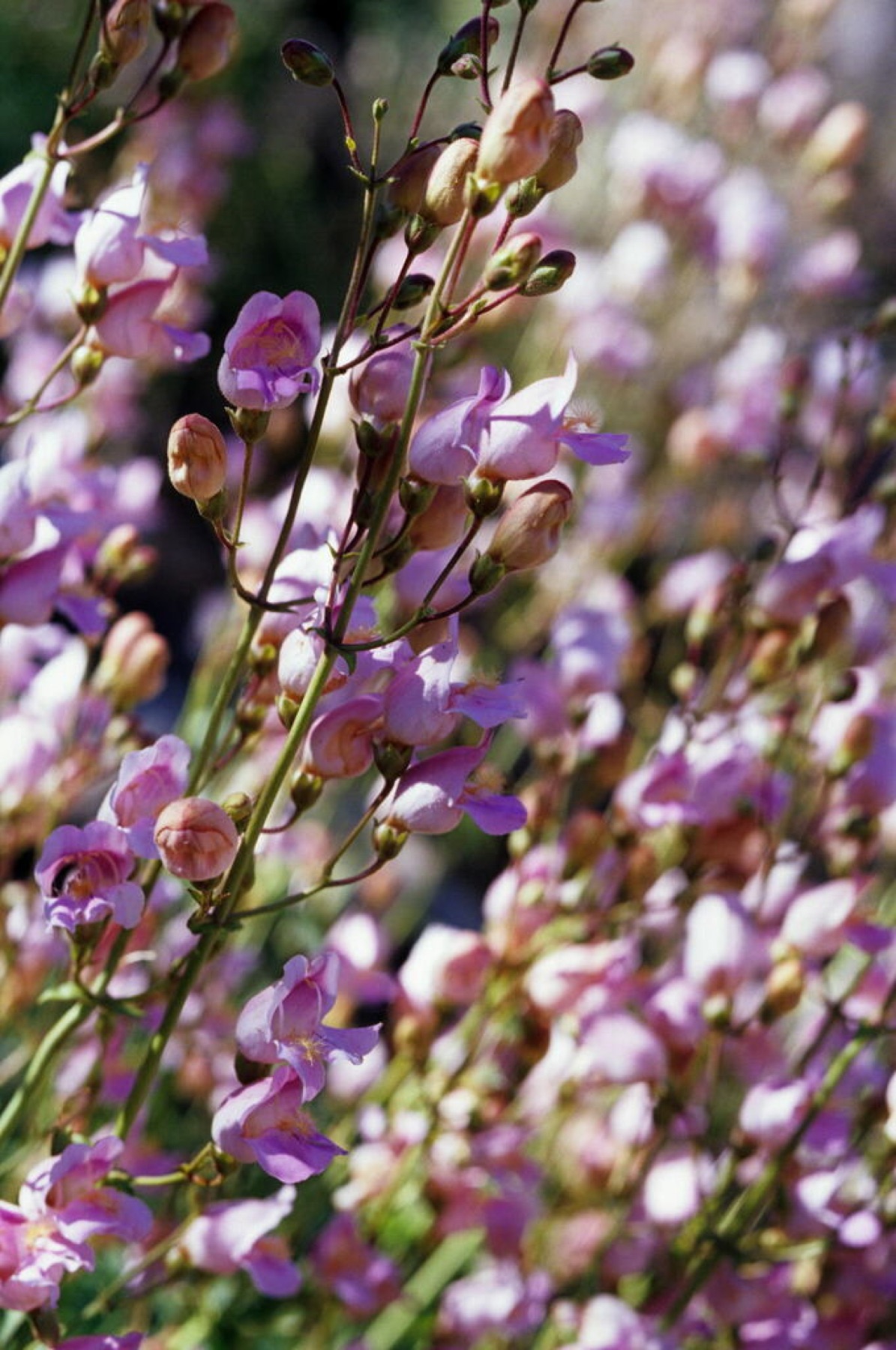 Grinnell's Beardtongue — photo 2