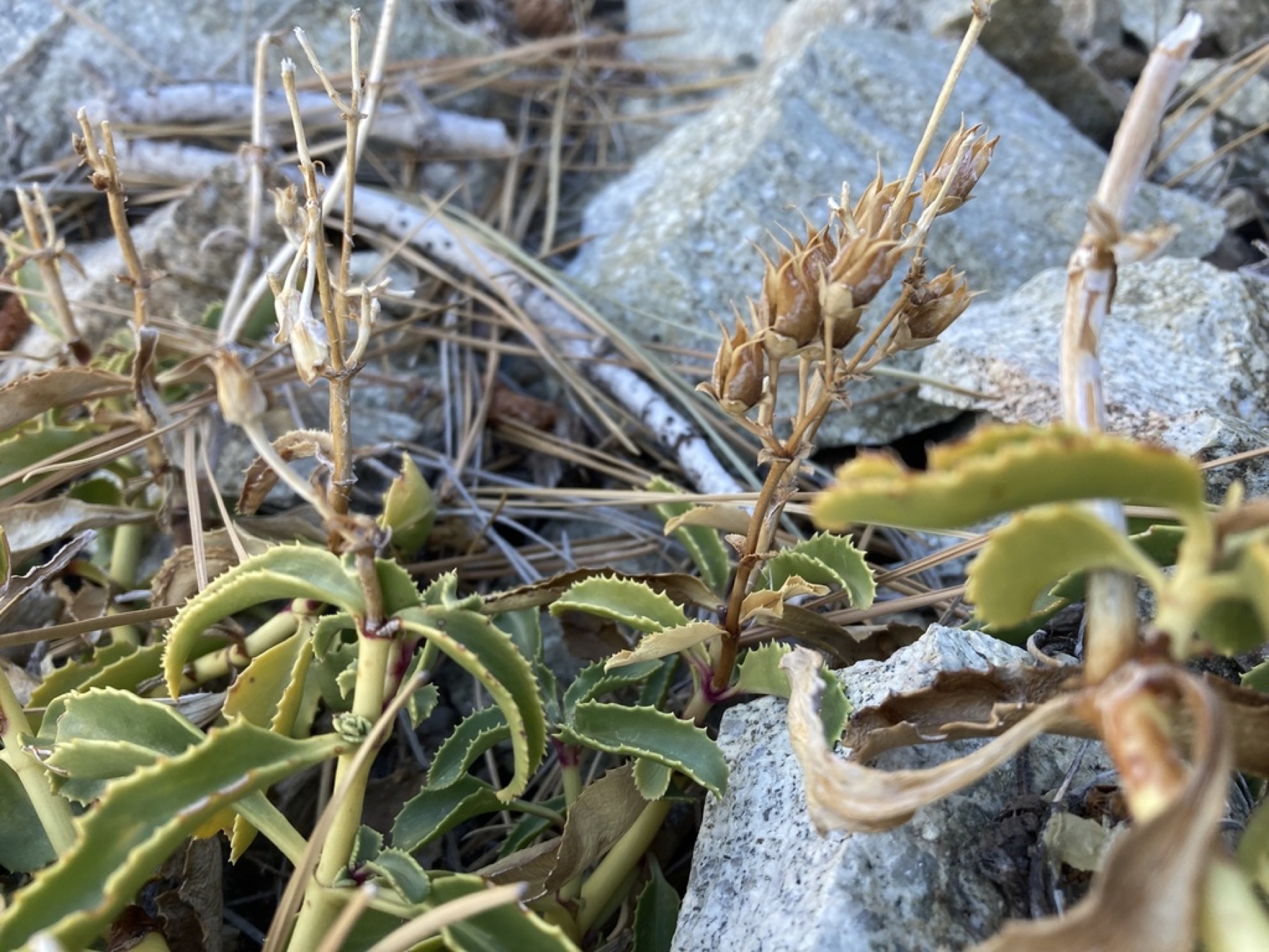 Grinnell's Beardtongue — photo 3