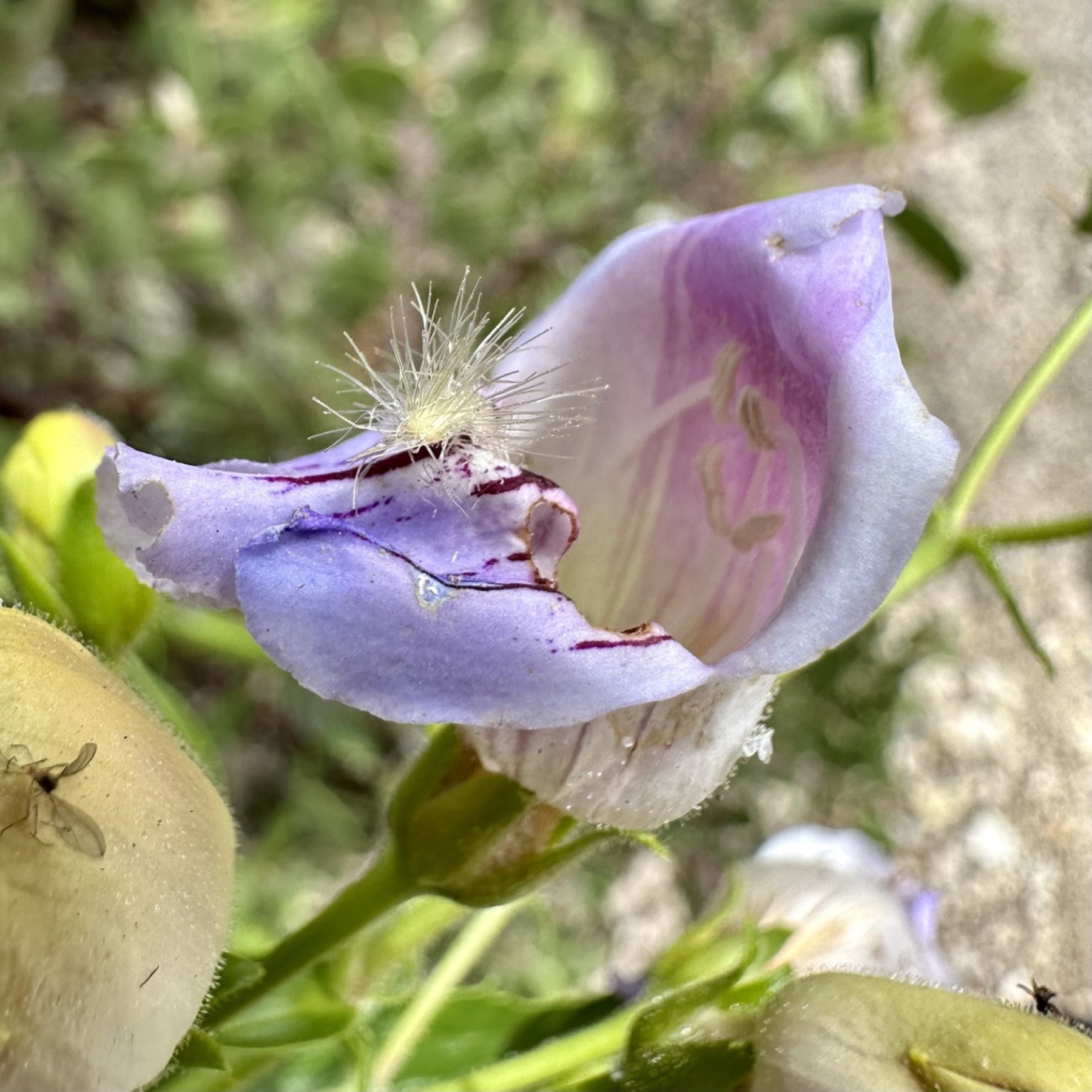 Grinnell's Beardtongue — photo 4