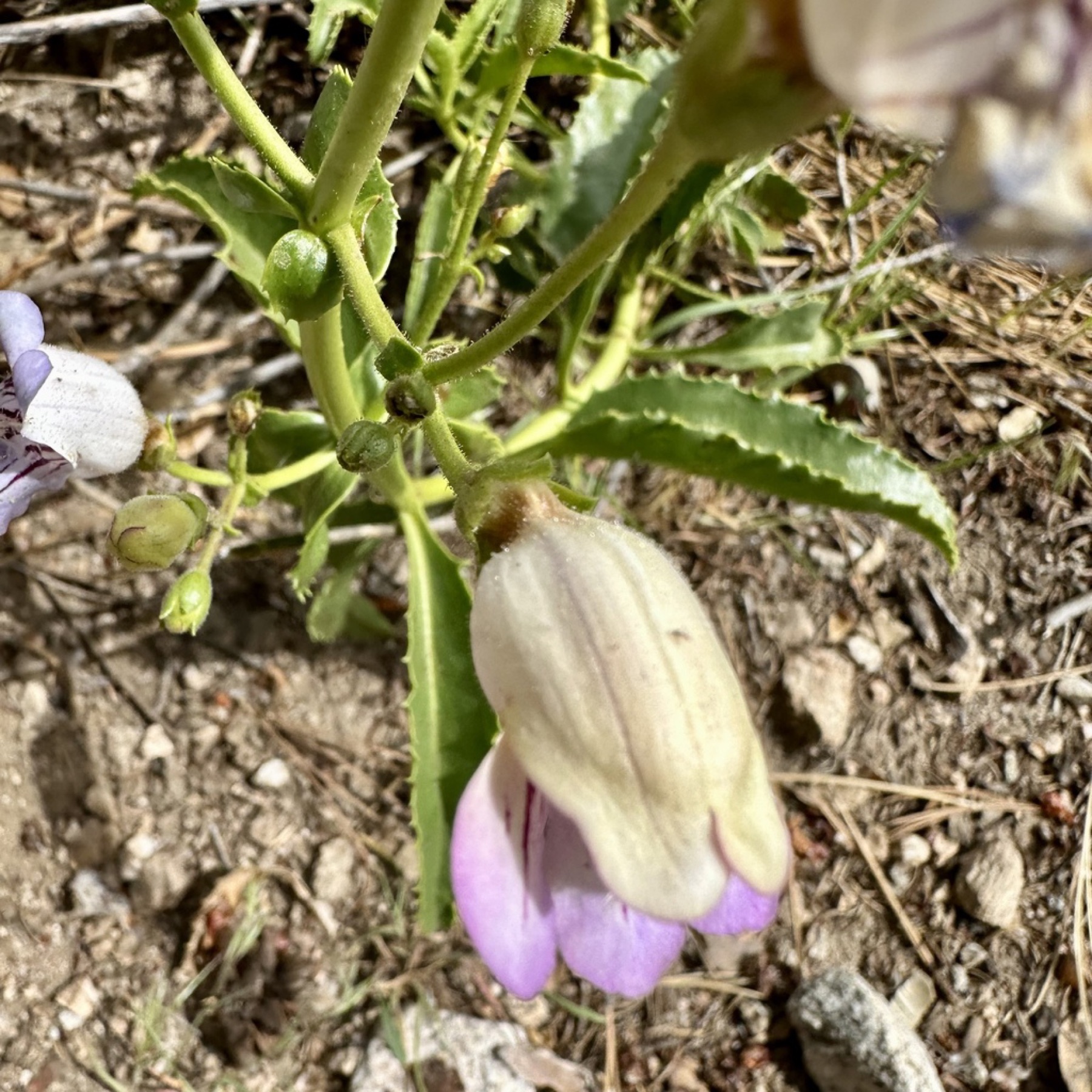 Grinnell's Beardtongue — photo 5