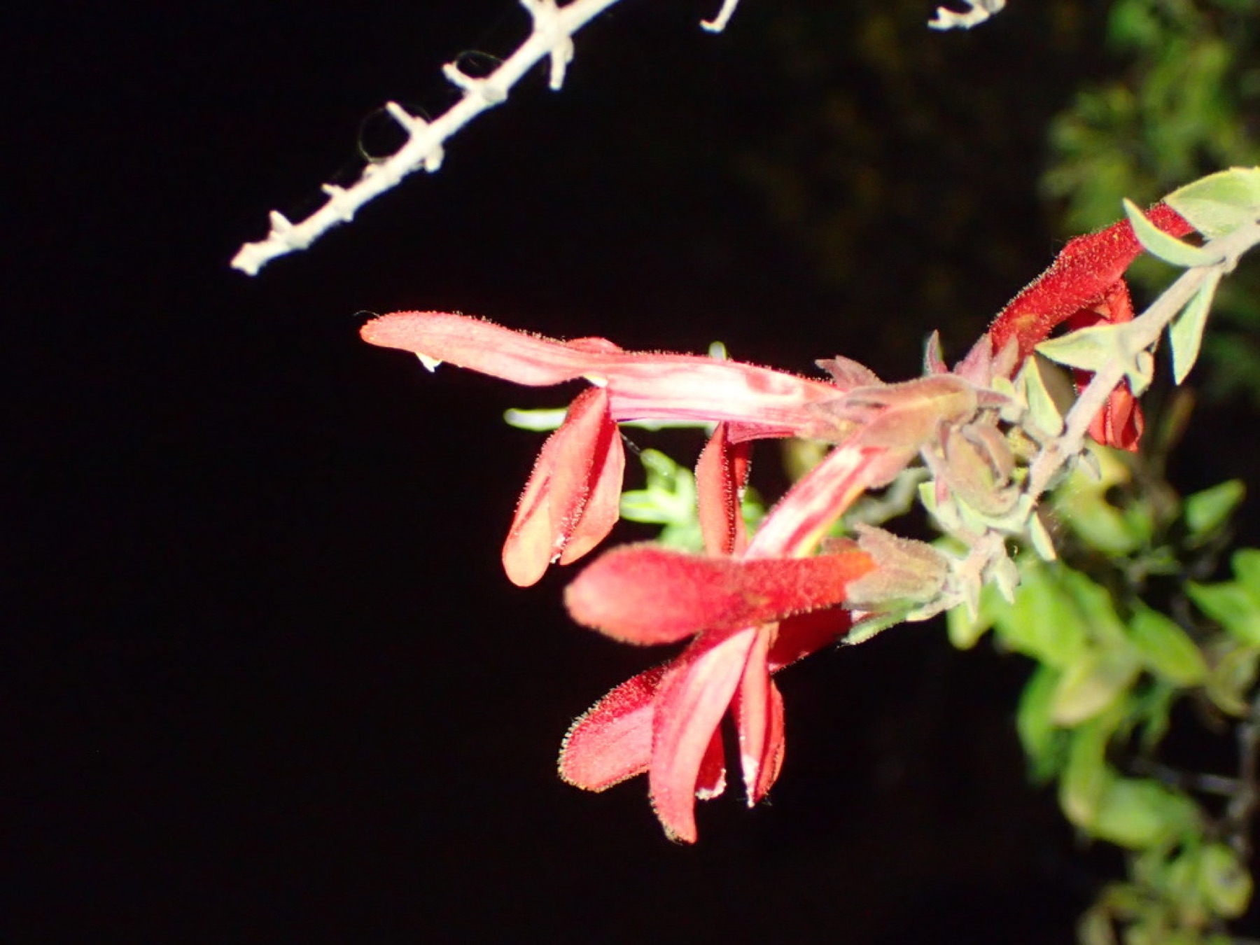 Heartleaf Keckiella — photo 6