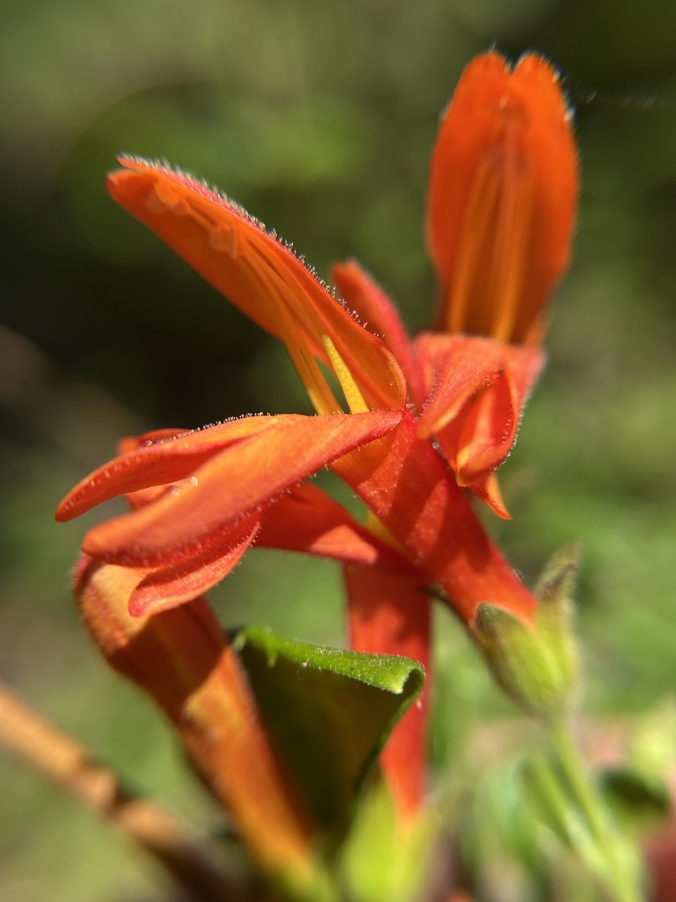Heartleaf Keckiella — photo 7