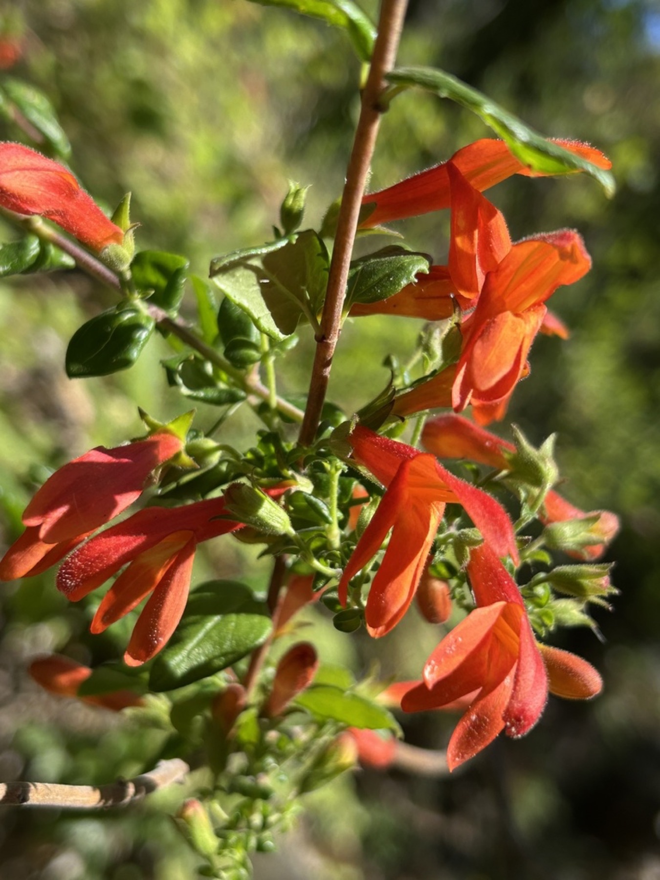 Heartleaf Keckiella — photo 8