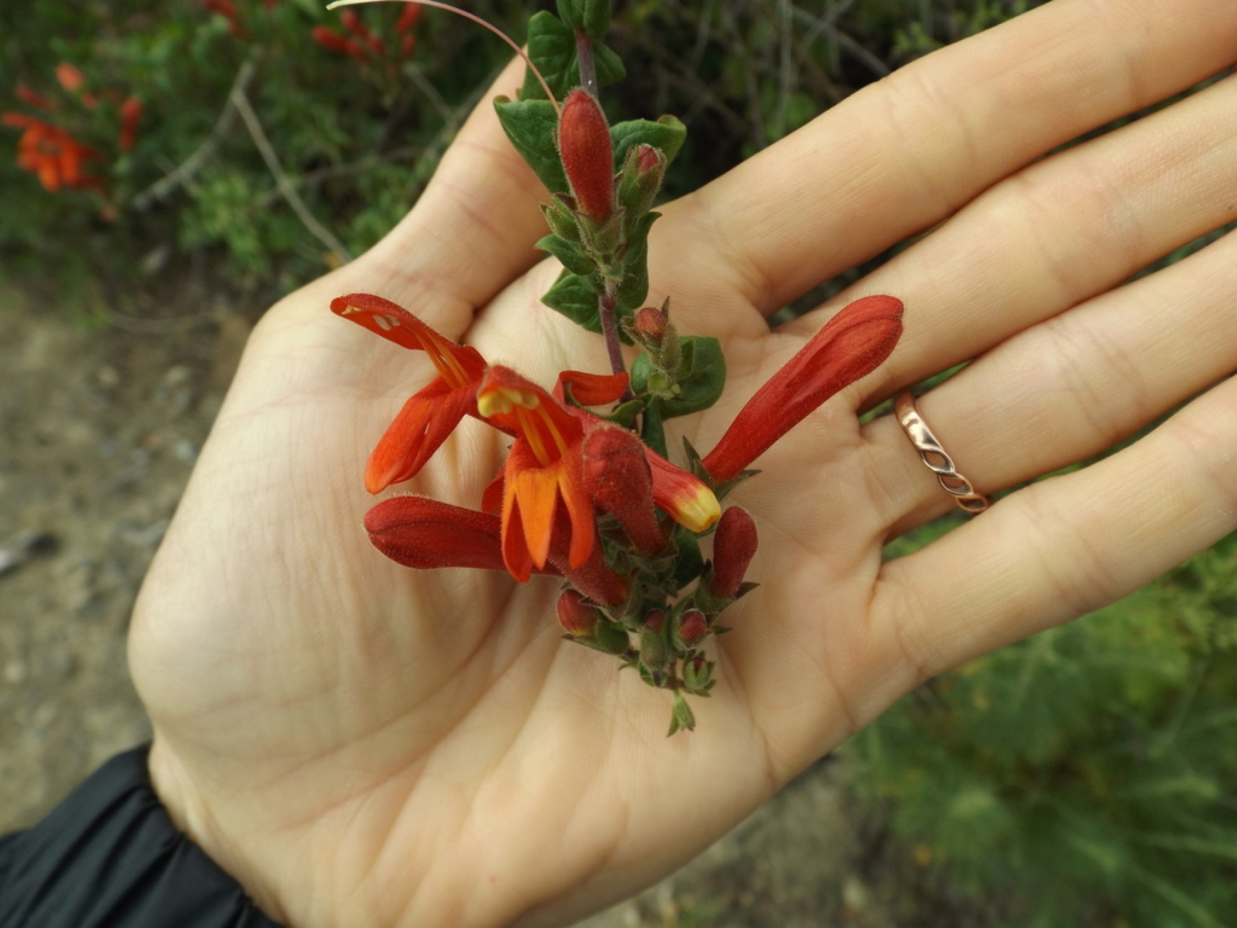 Heartleaf Keckiella — photo 9