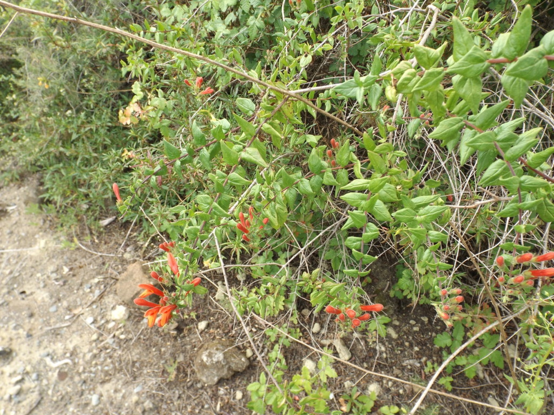 Heartleaf Keckiella — photo 10