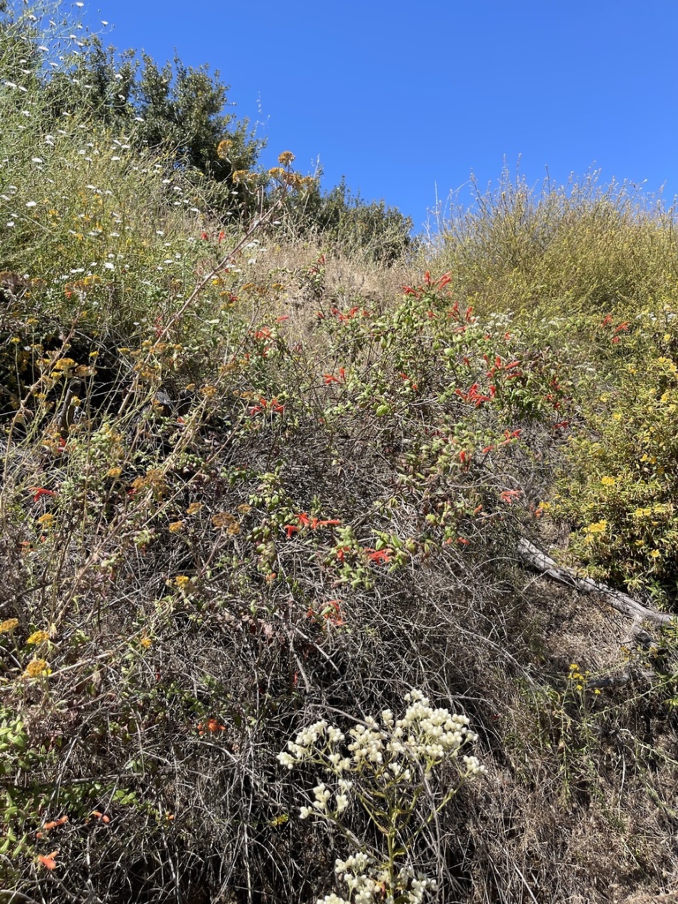 Heartleaf Keckiella — photo 11