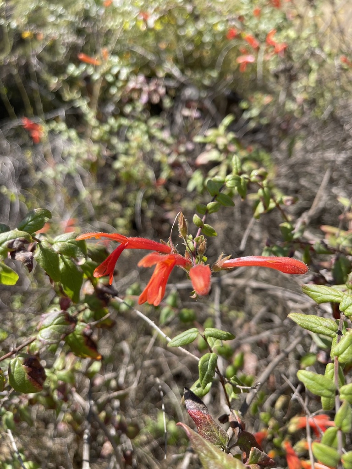 Heartleaf Keckiella — photo 12