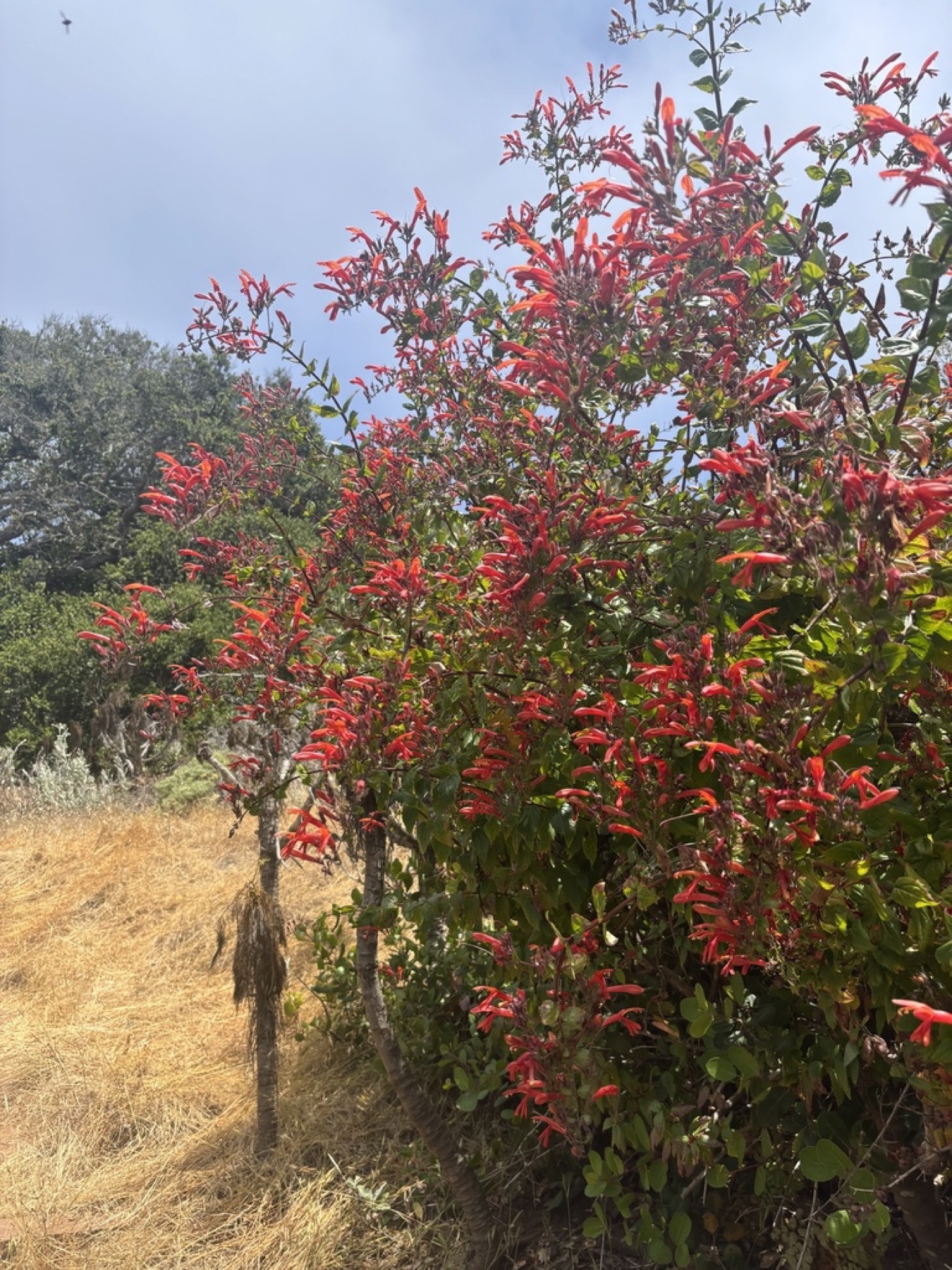 Heartleaf Keckiella — photo 13