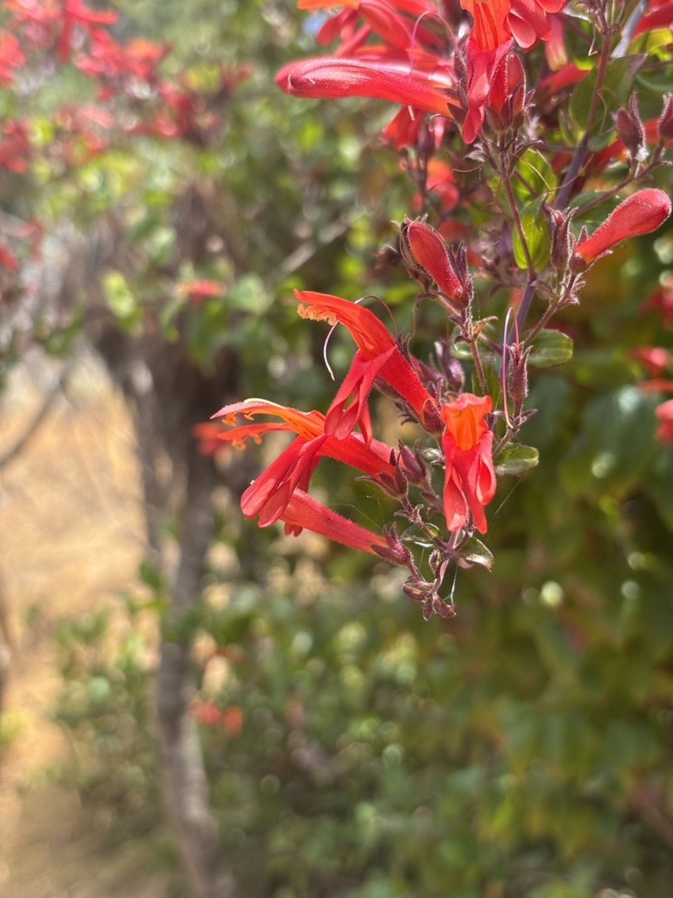 Heartleaf Keckiella — photo 14
