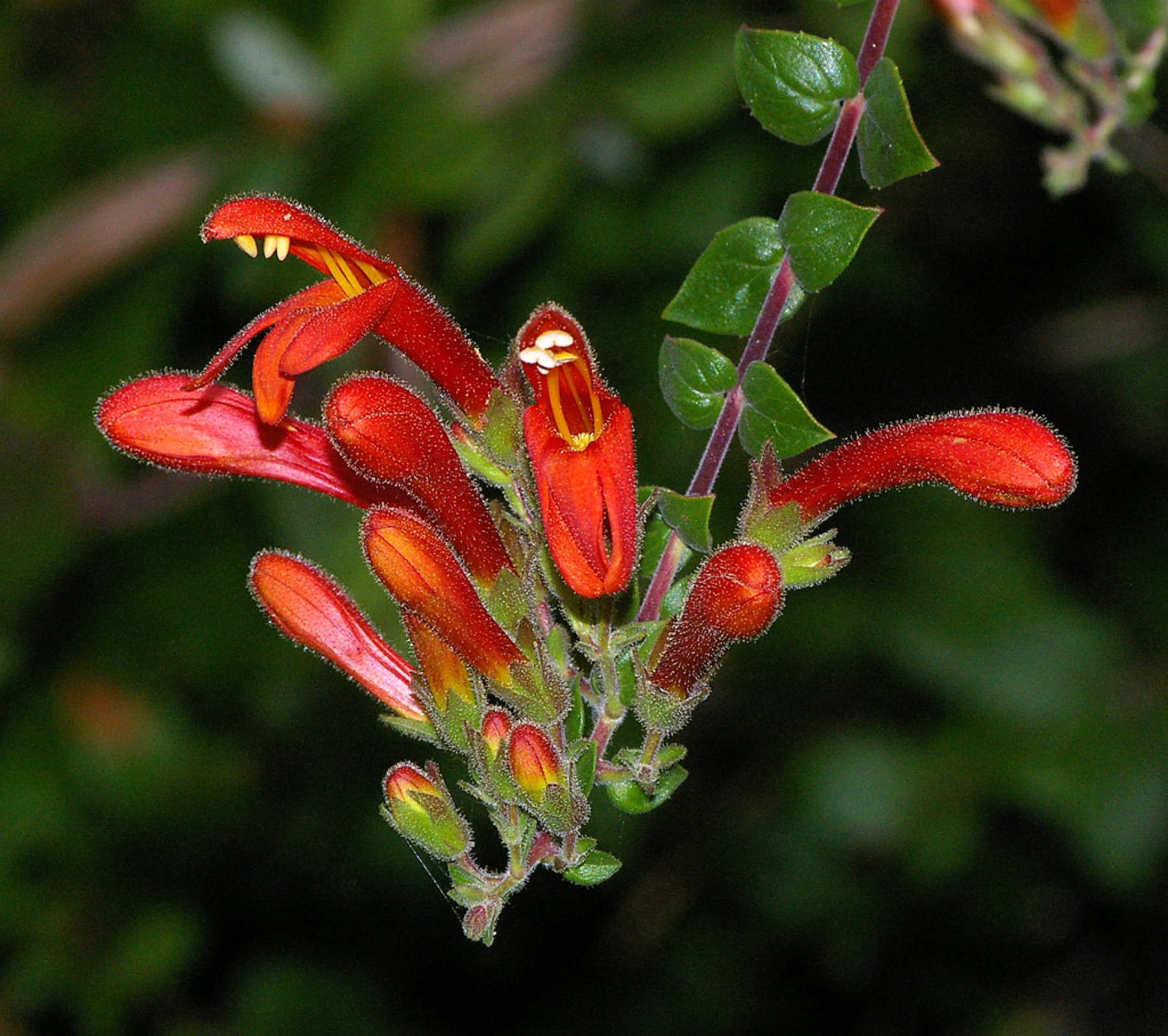 Heartleaf Keckiella — photo 15