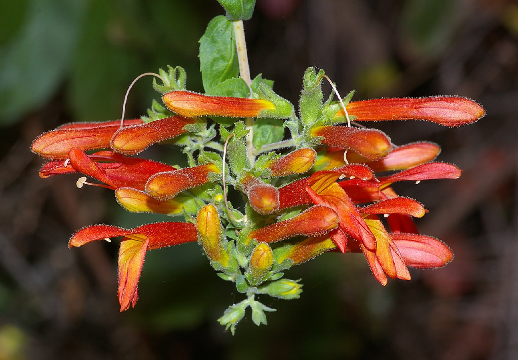 Heartleaf Keckiella — photo 16