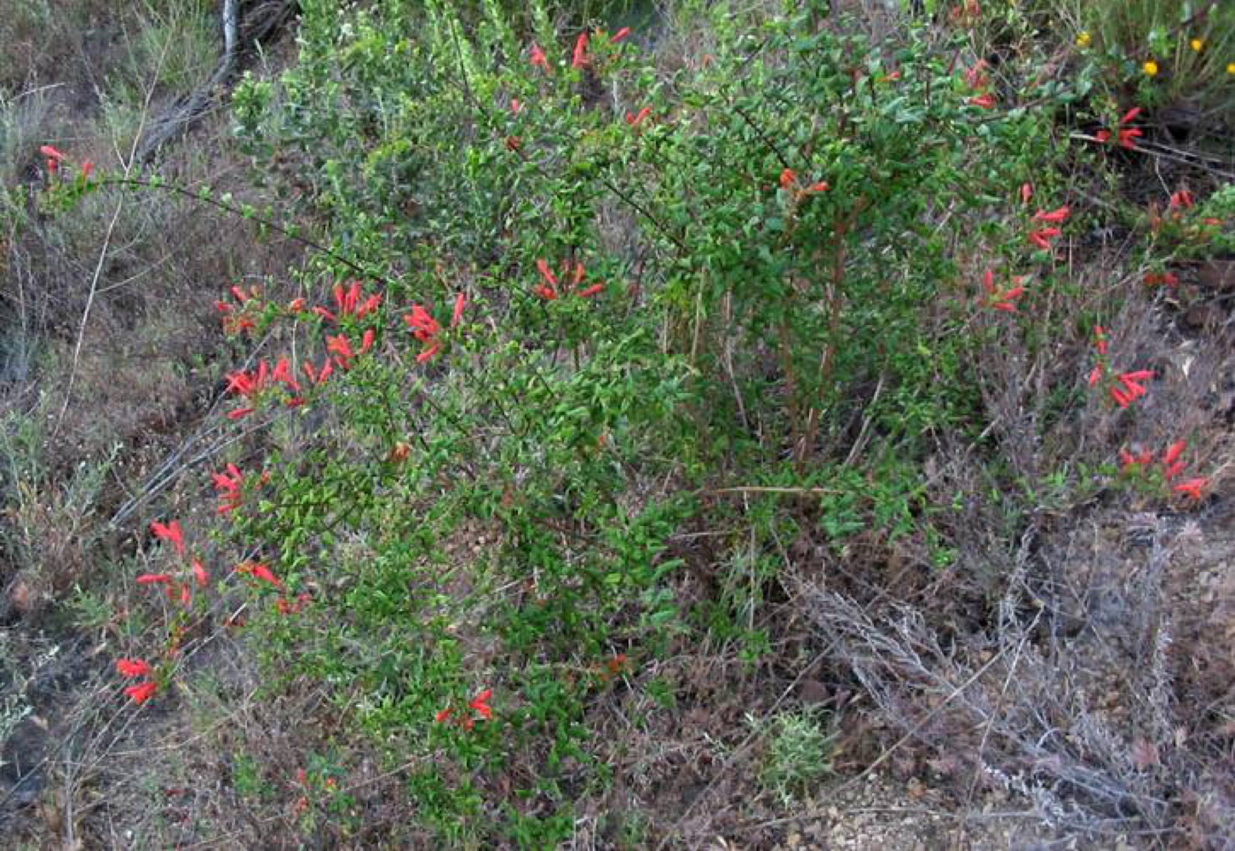 Heartleaf Keckiella — photo 17