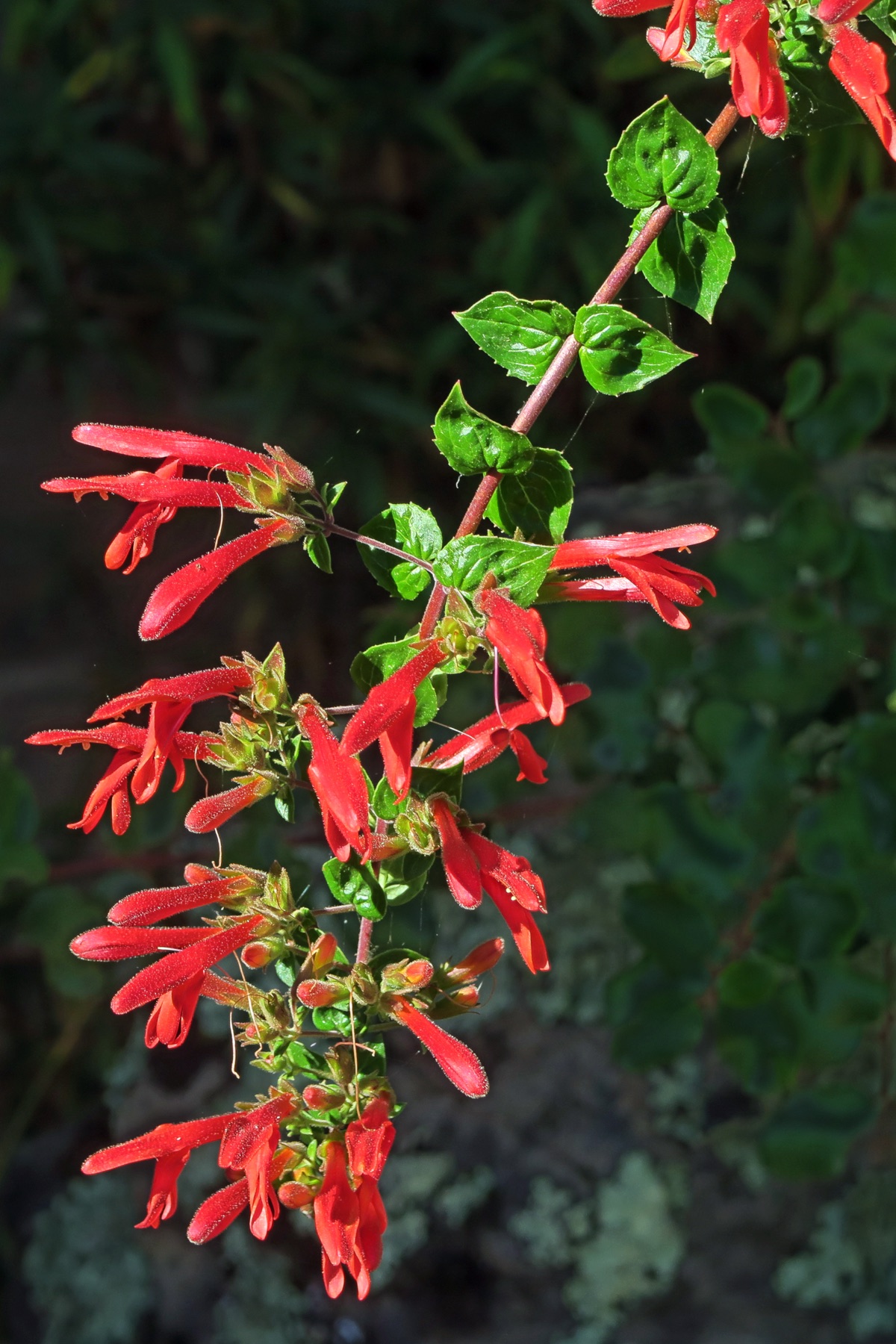 Heartleaf Keckiella — photo 18