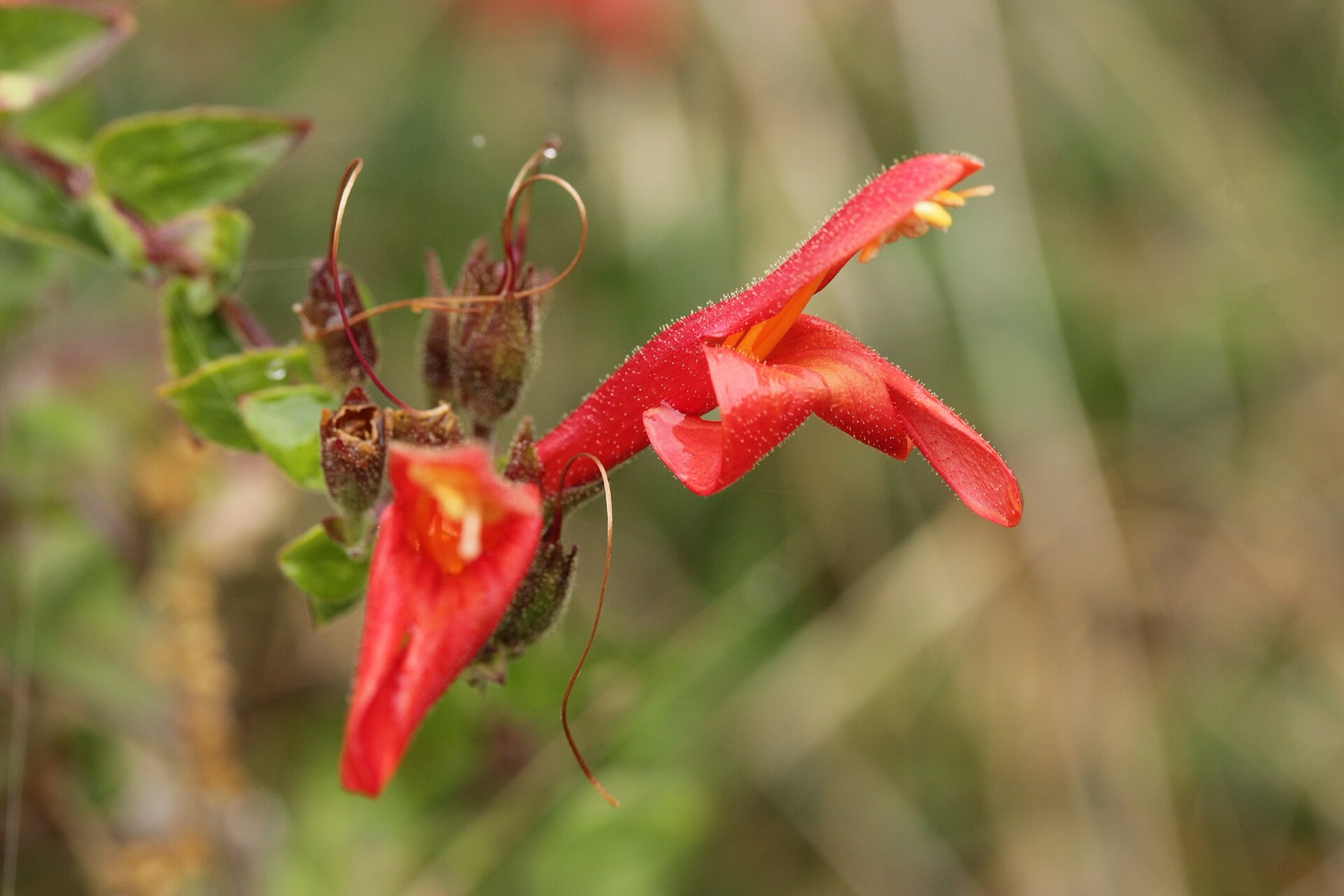 Heartleaf Keckiella — photo 19