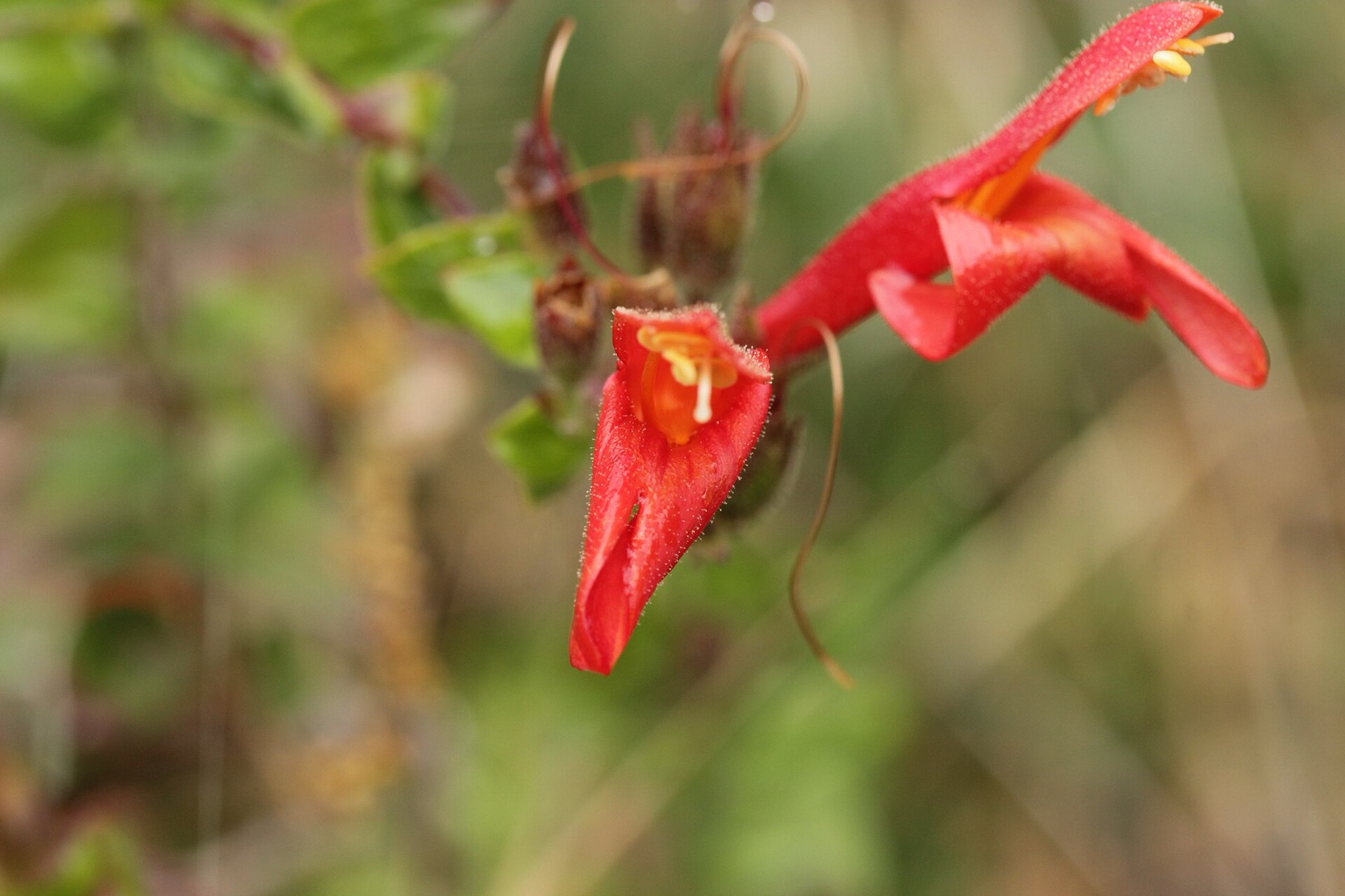Heartleaf Keckiella — photo 20
