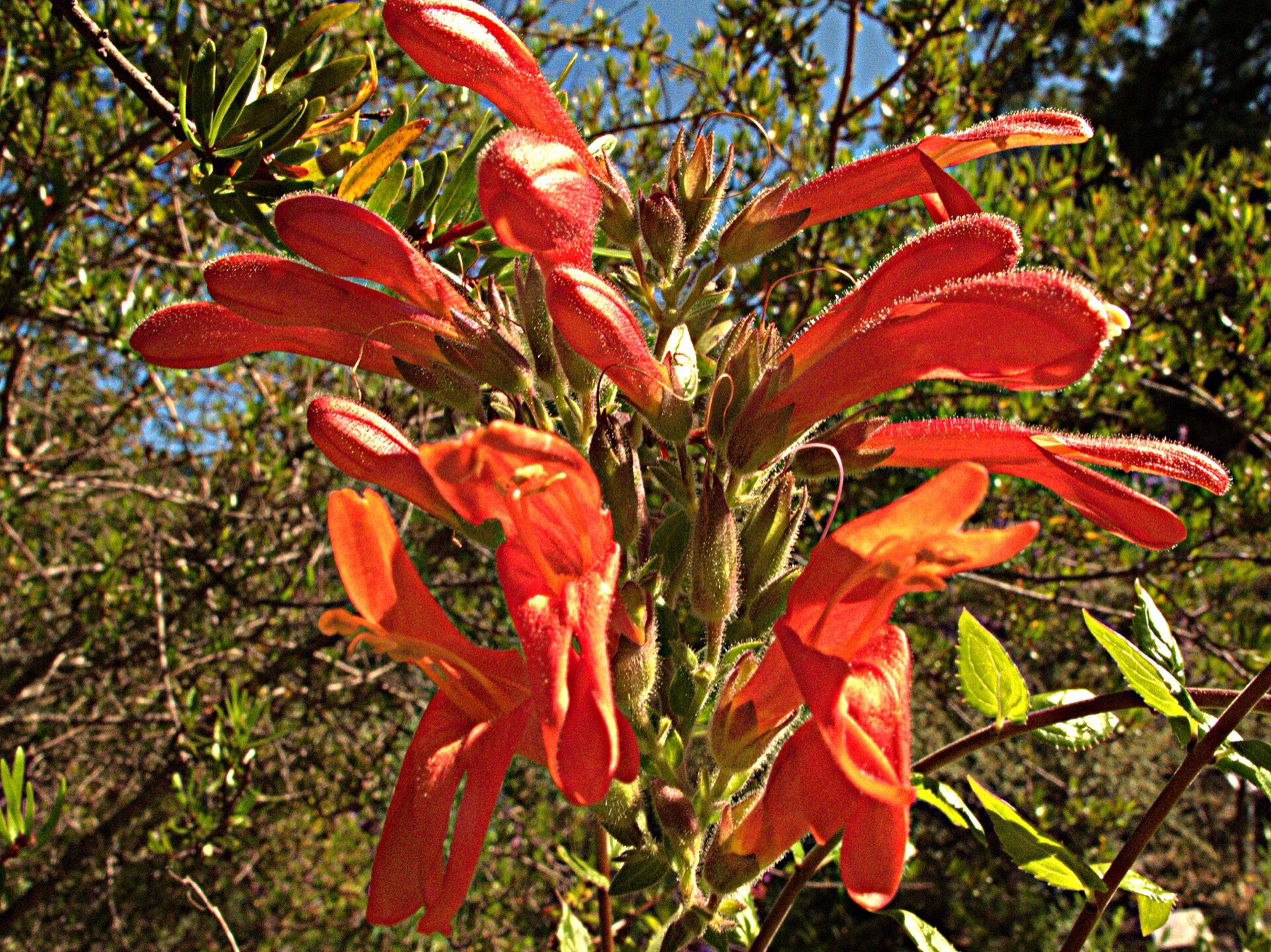 Heartleaf Keckiella — photo 23