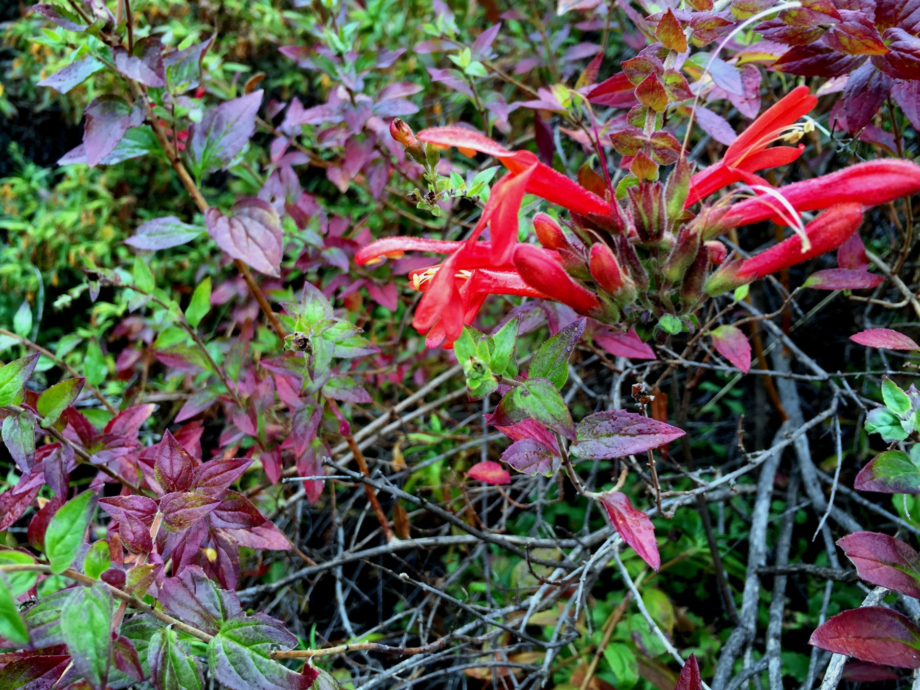 Heartleaf Keckiella — photo 24