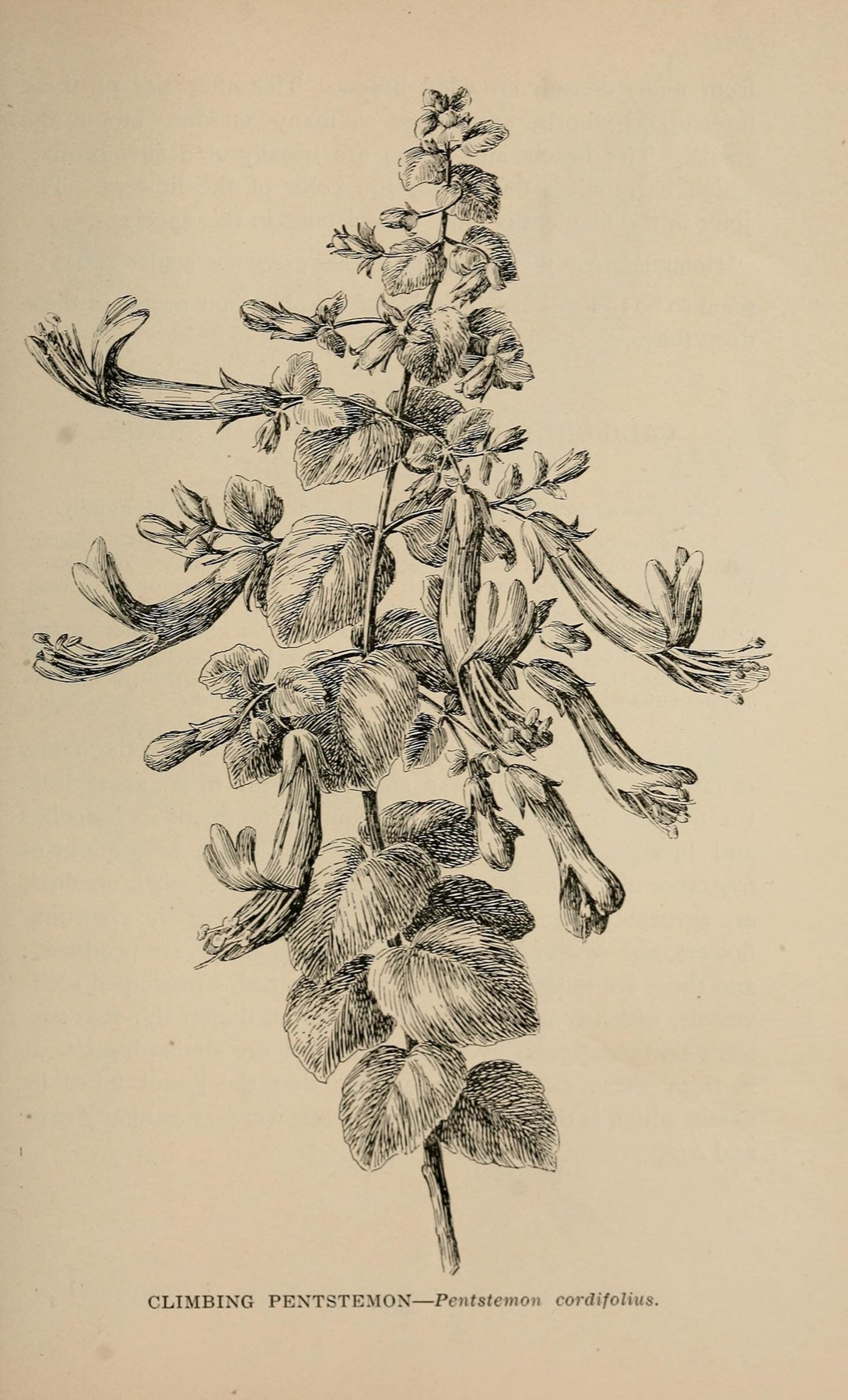 Heartleaf Keckiella