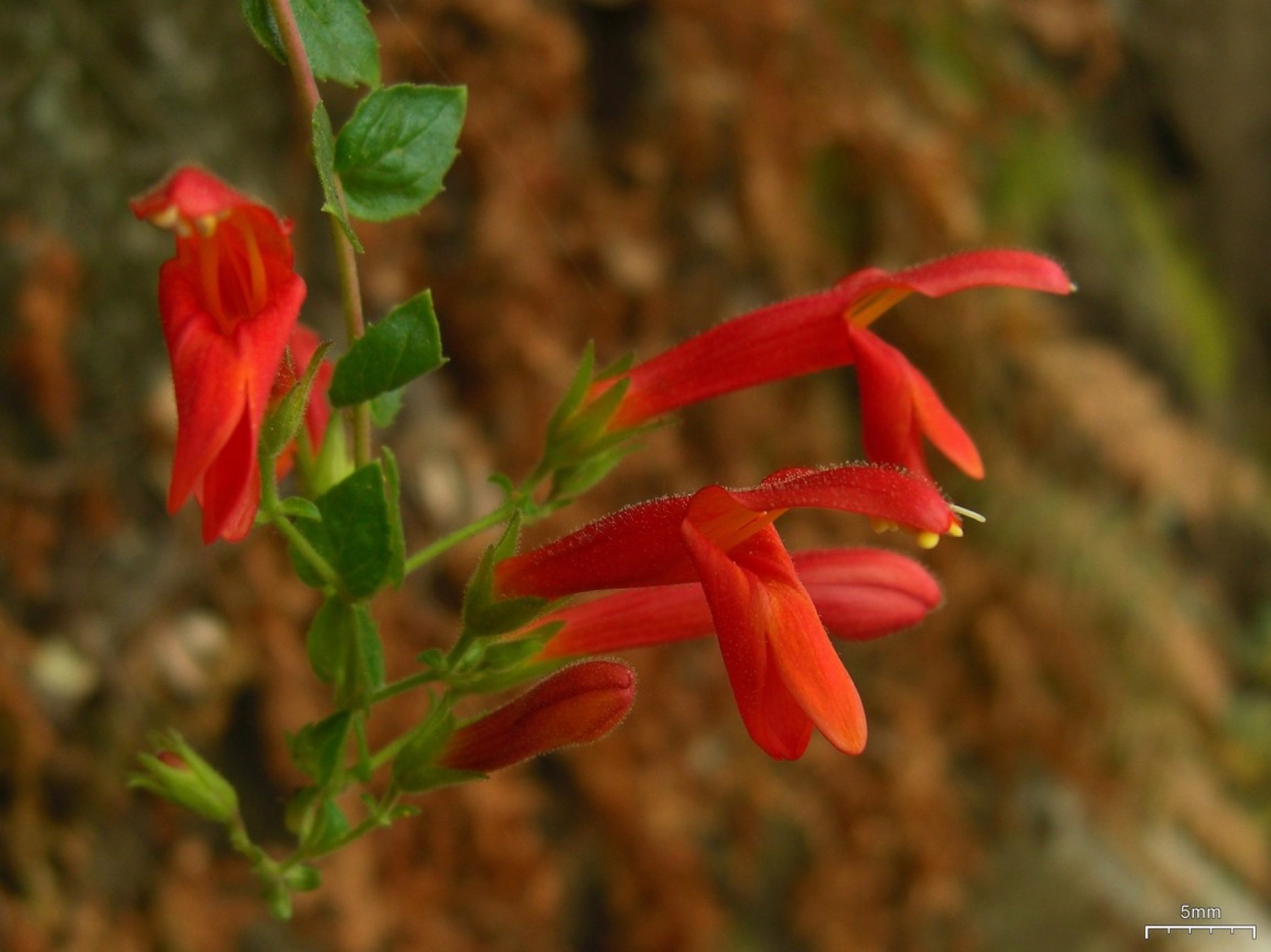 Heartleaf Keckiella — photo 2