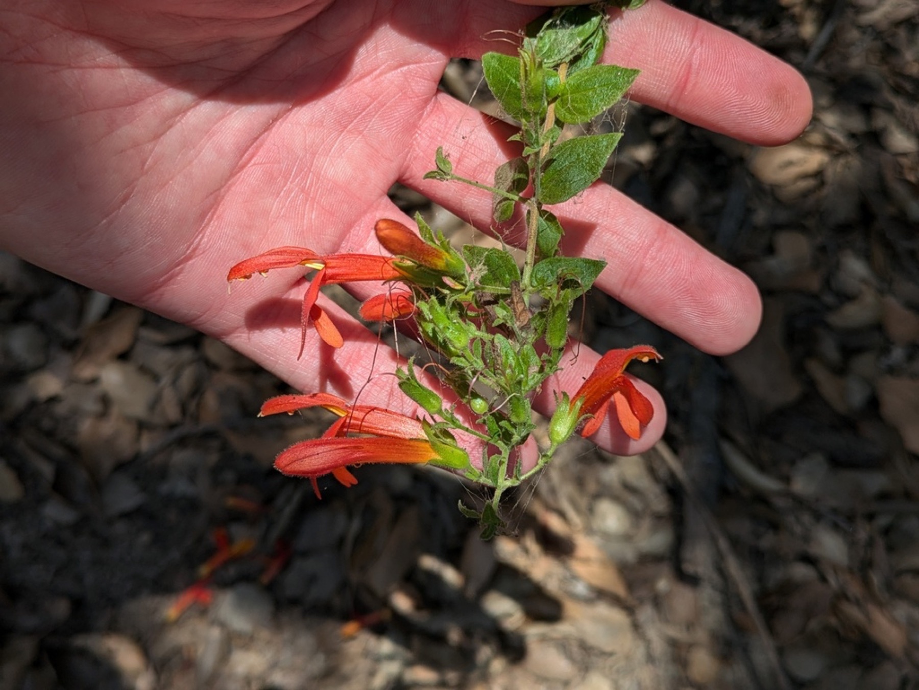 Heartleaf Keckiella — photo 3