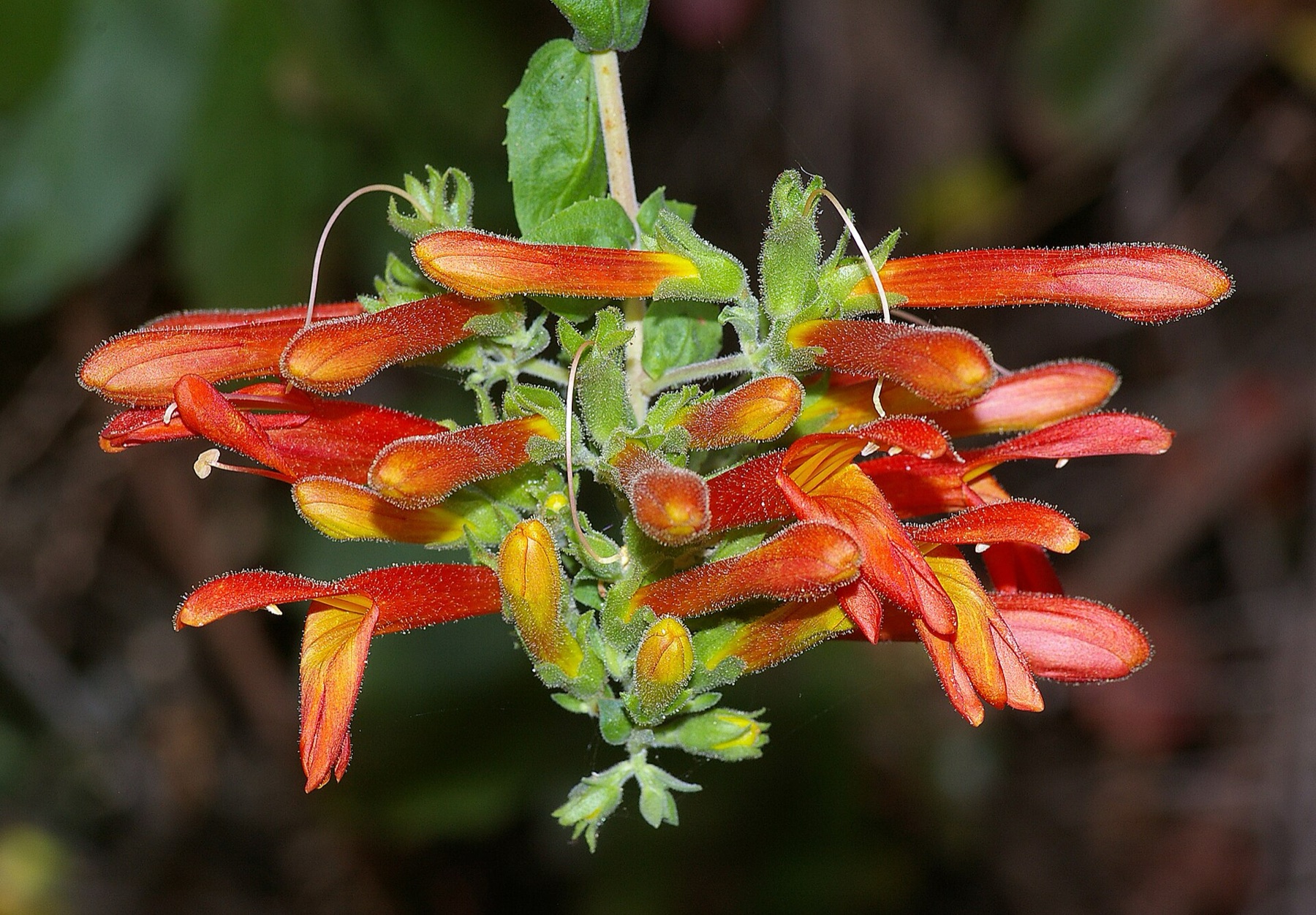 Heartleaf Keckiella — photo 4