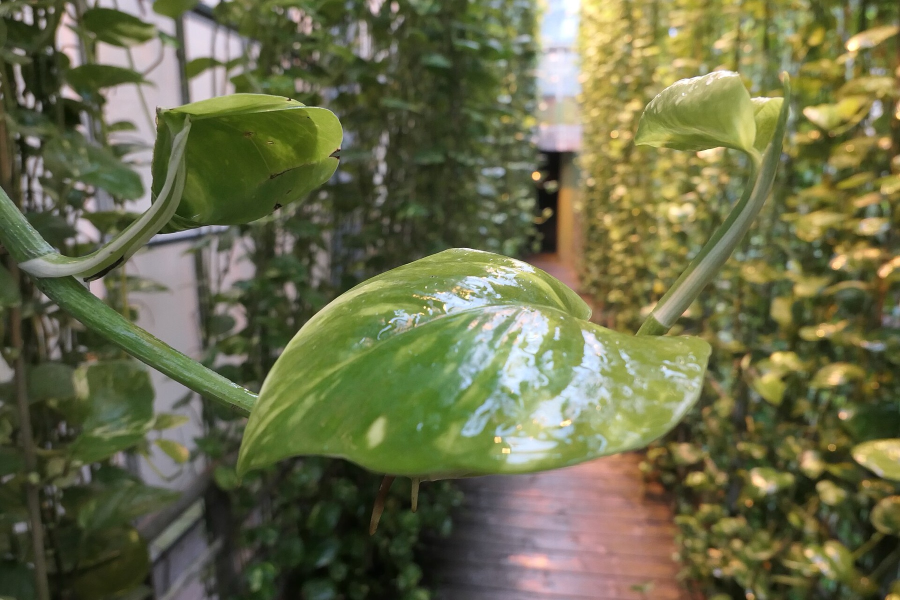 Heartleaf Philodendron — photo 6