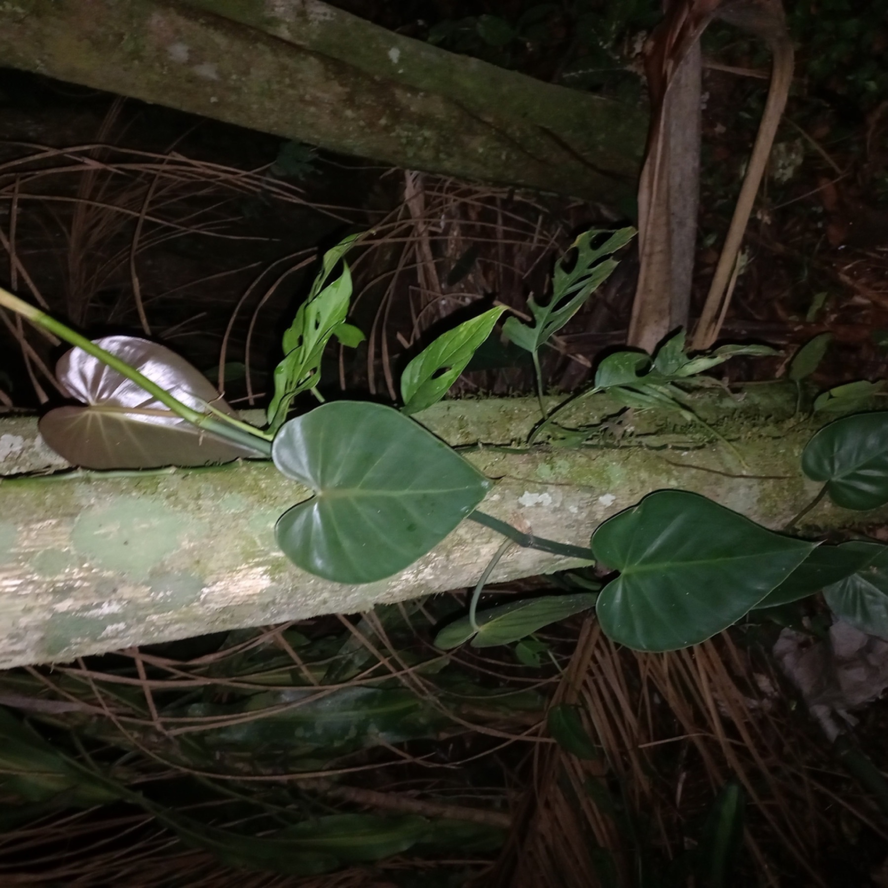 Heartleaf Philodendron — photo 9