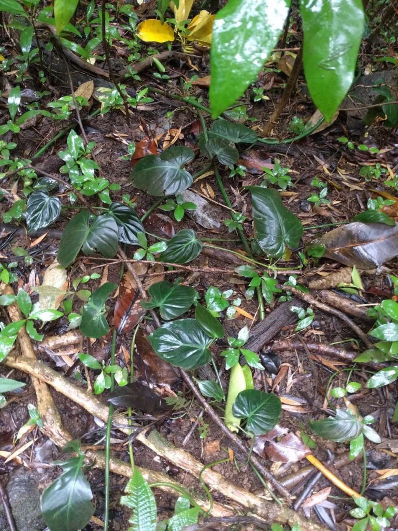 Heartleaf Philodendron — photo 11