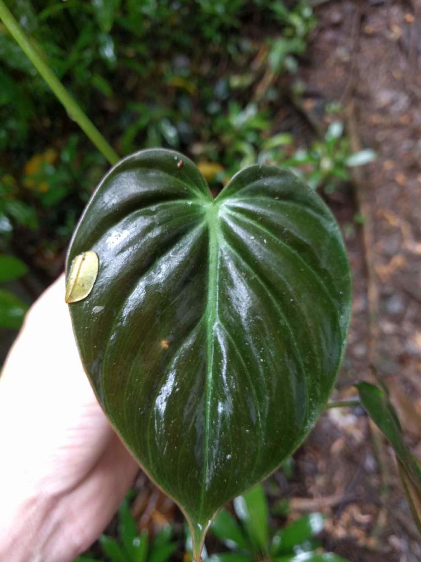 Heartleaf Philodendron — photo 12
