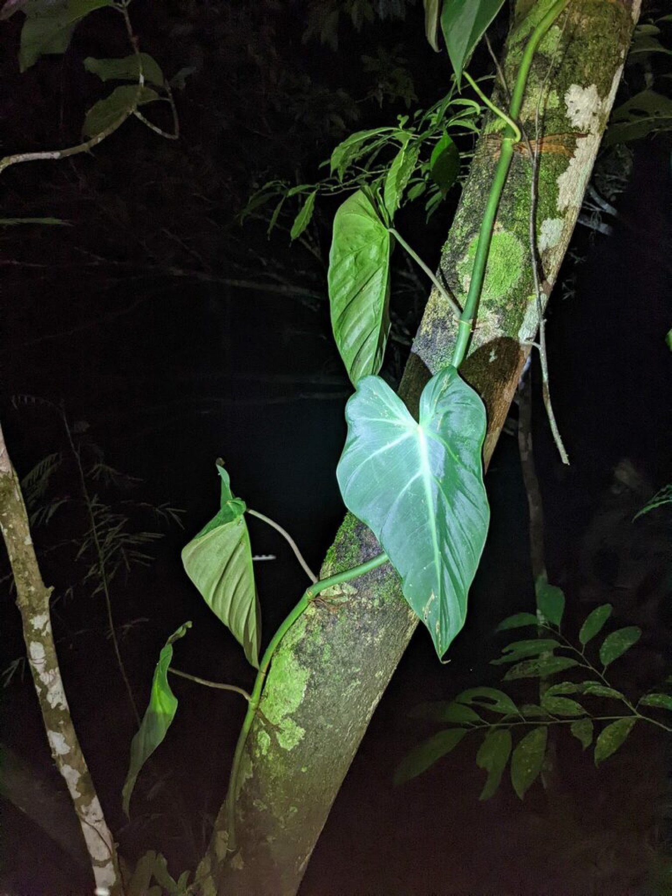 Heartleaf Philodendron — photo 13