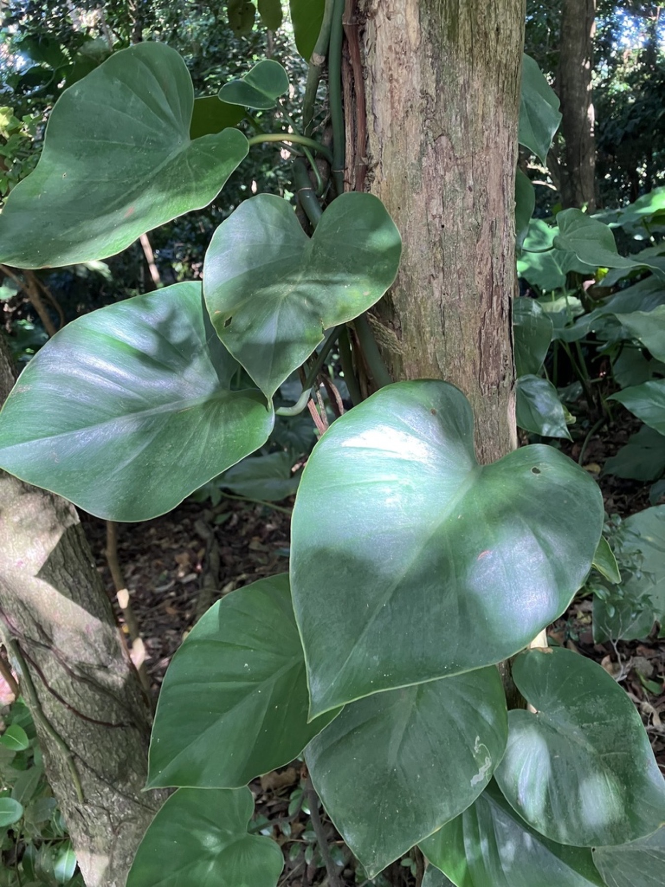 Heartleaf Philodendron — photo 14