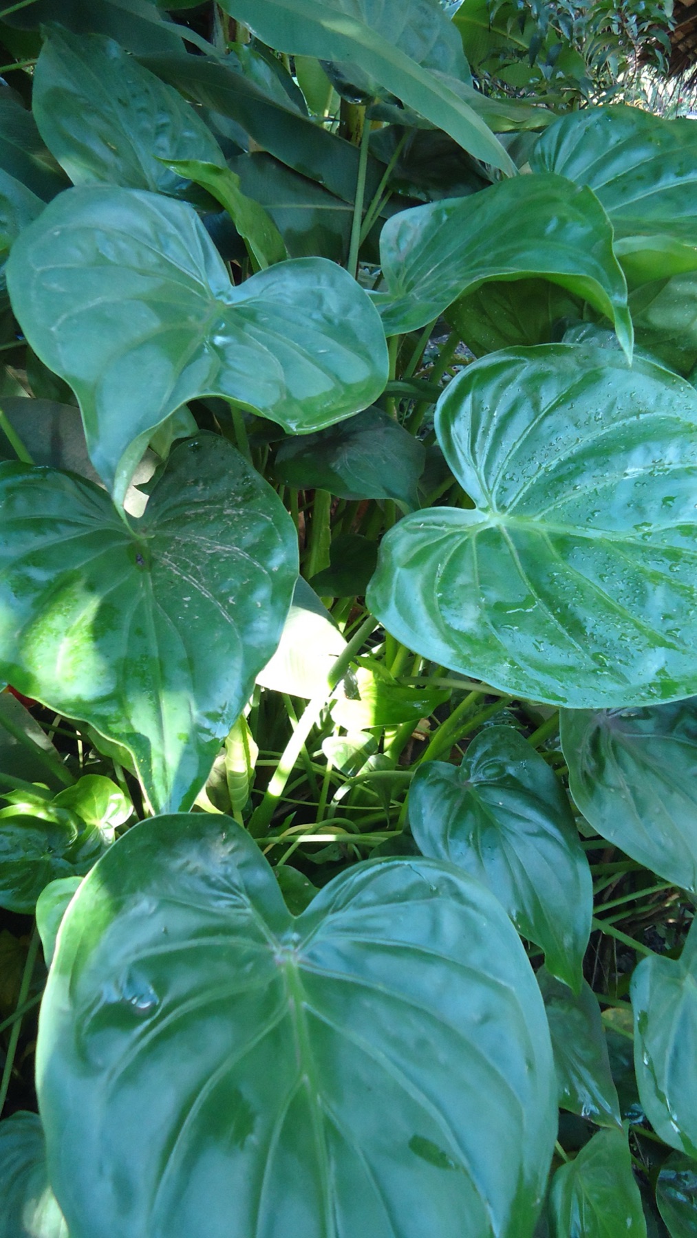 Heartleaf Philodendron — photo 15
