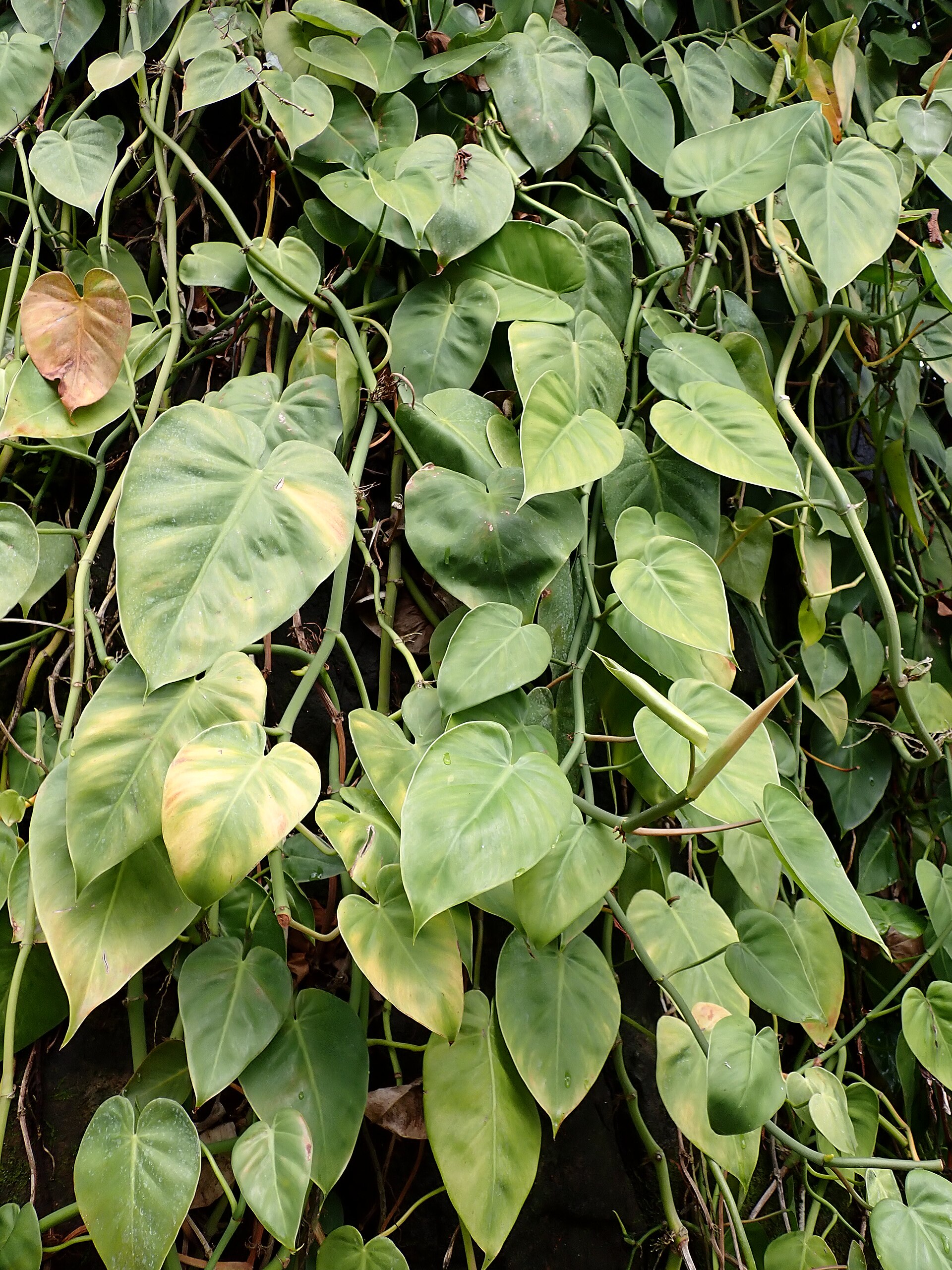 Heartleaf Philodendron — photo 23