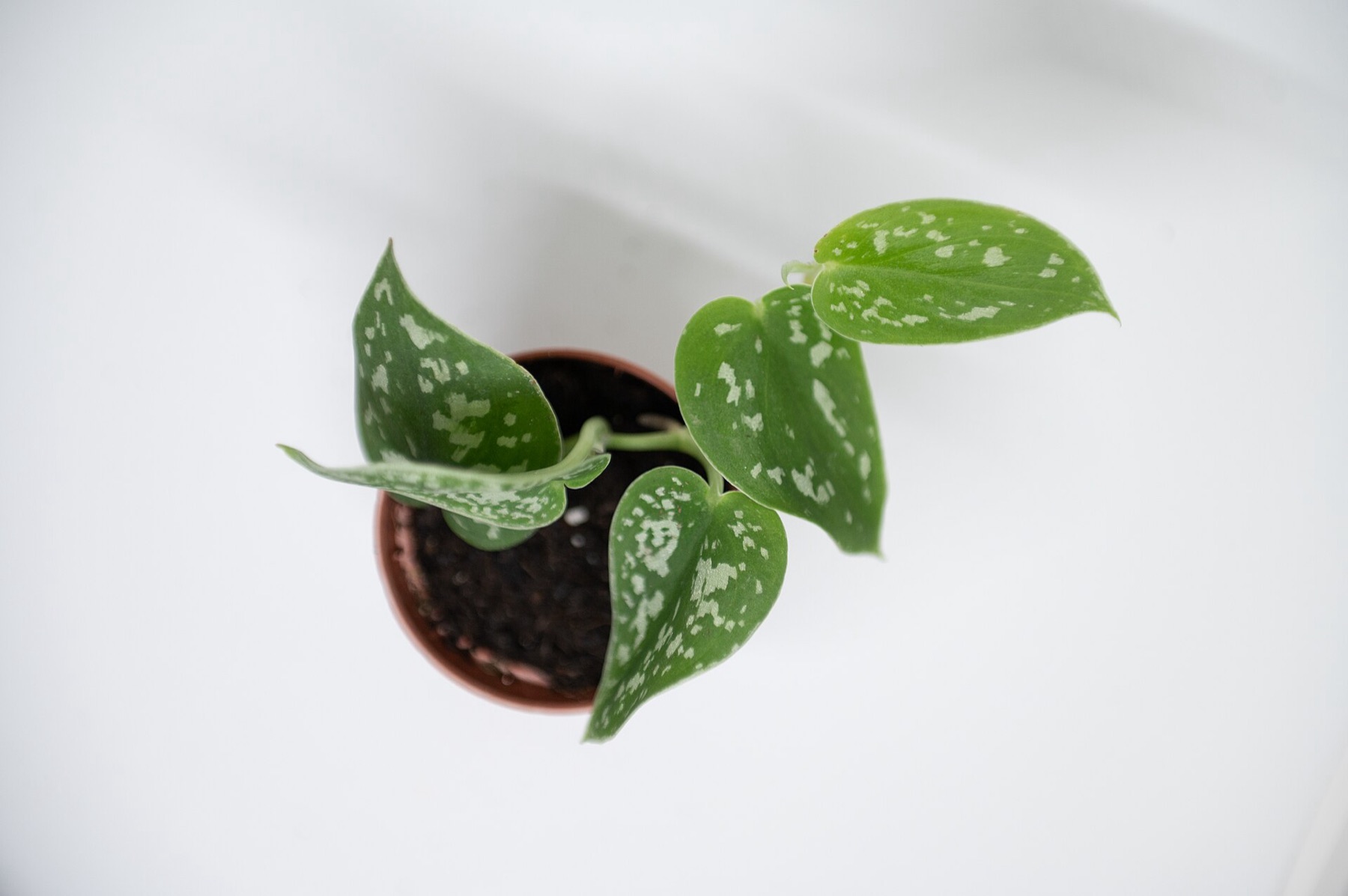 Heartleaf Philodendron — photo 16