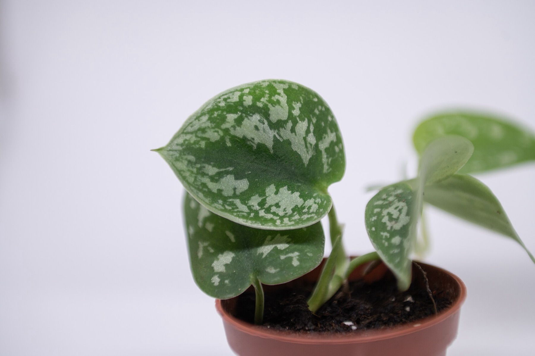 Heartleaf Philodendron — photo 17
