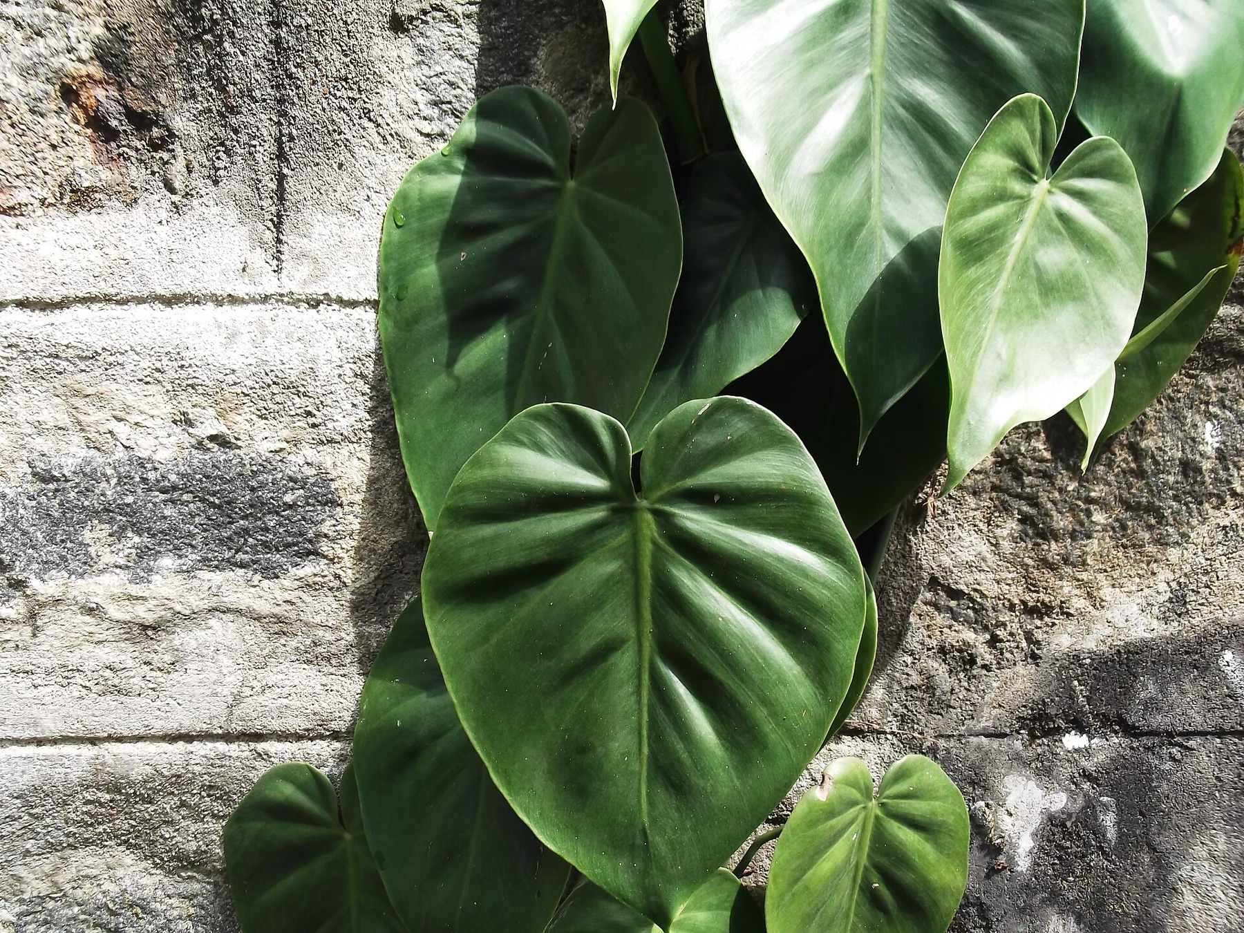 Heartleaf Philodendron — photo 19